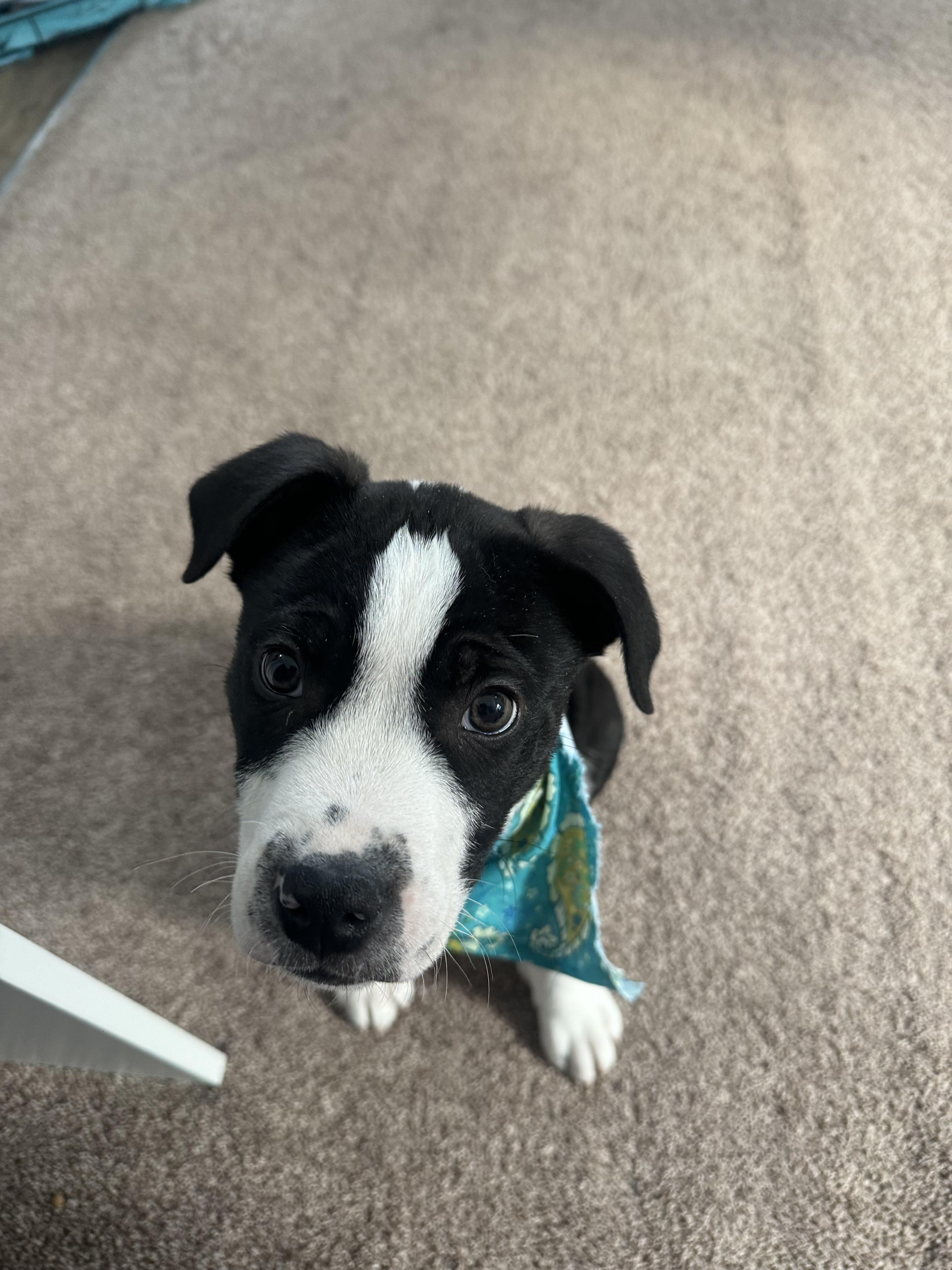 Enlarge Artemis , an adopted mixed breed in Newfoundland, NJ image 5/6