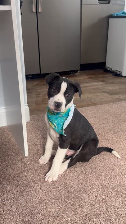 Enlarge Artemis , an adopted mixed breed in Newfoundland, NJ video 4/6