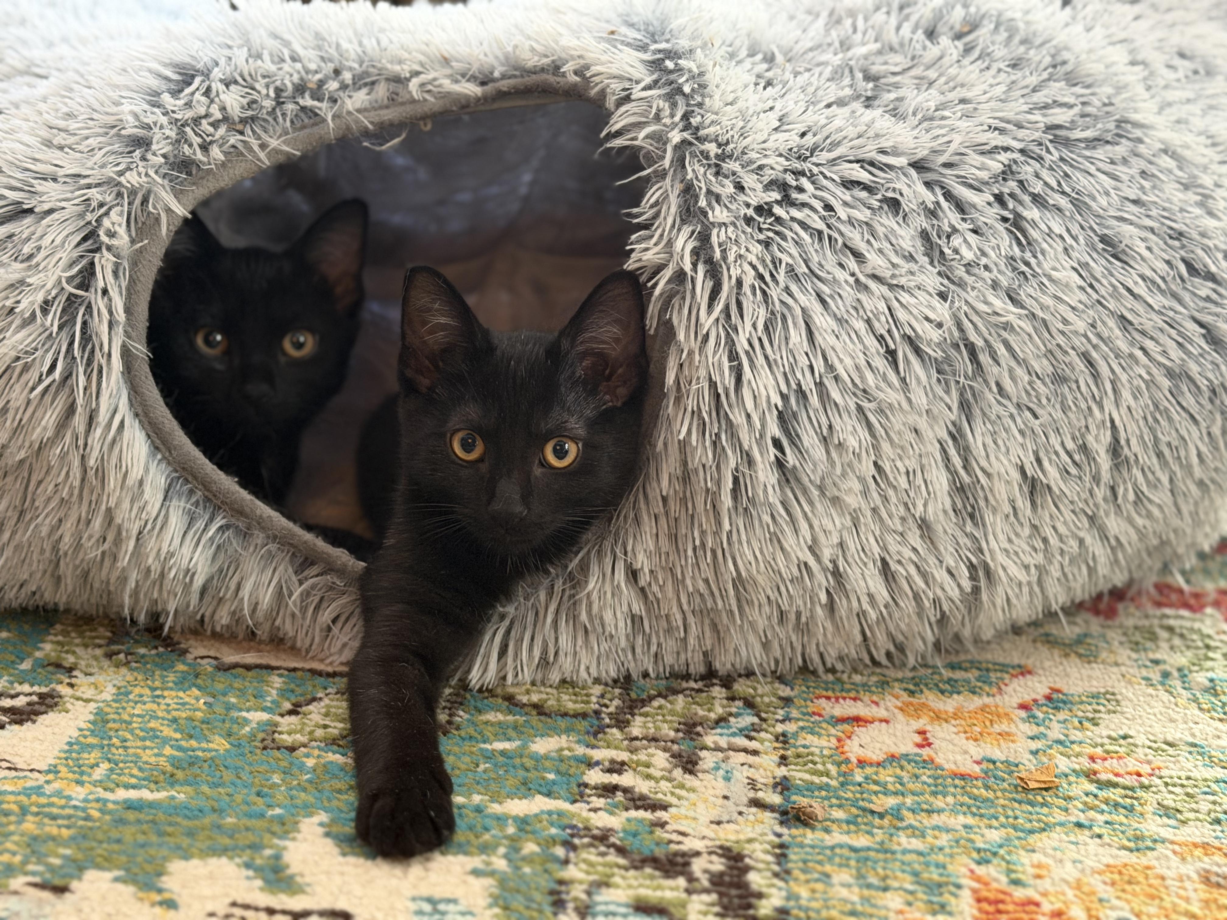 Salem, Adoptable, Kitten Male American Shorthair & Bombay.
