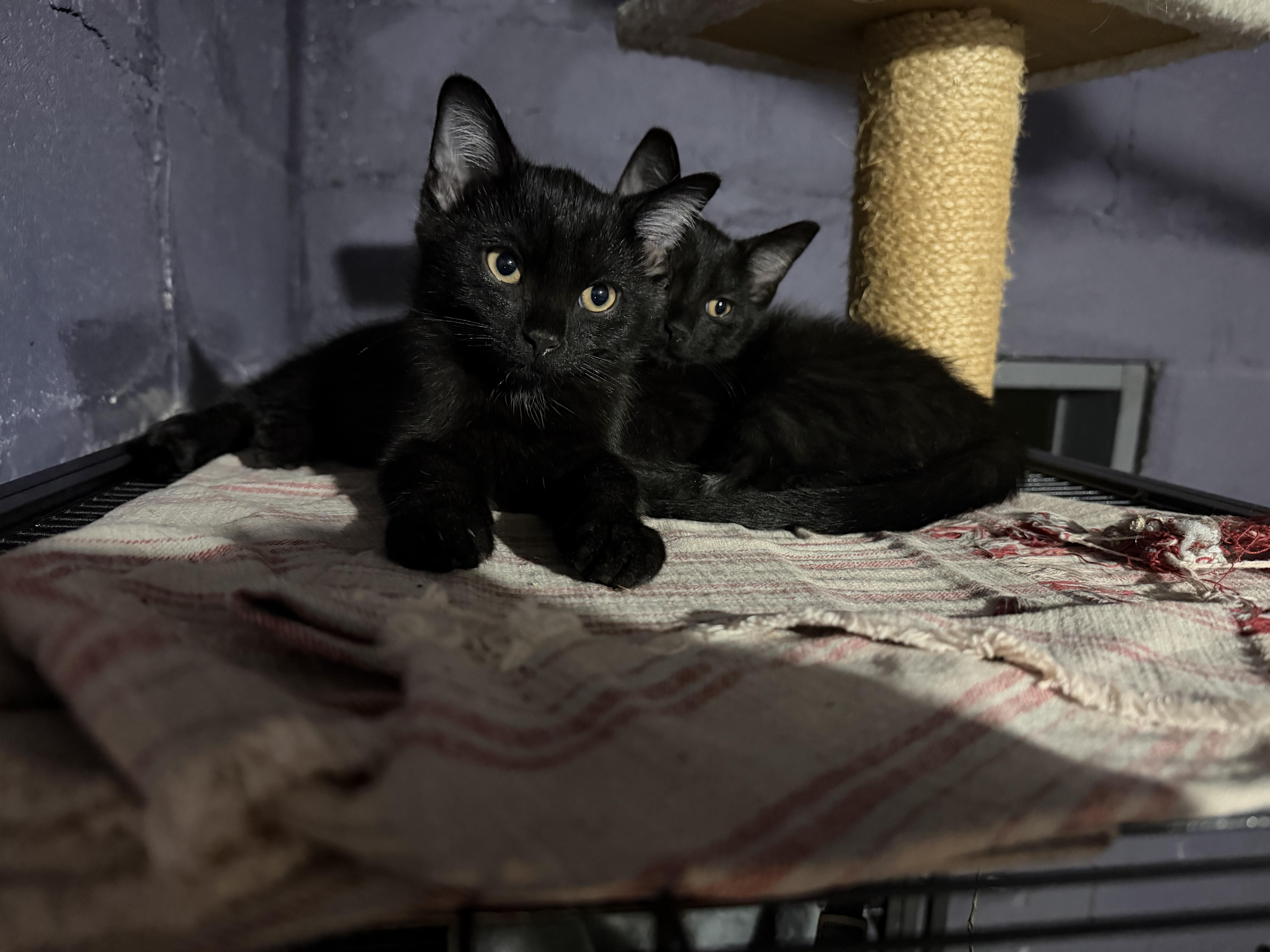 Enlarge Salem, a Adoptable mixed breed in Cincinnati, OH image 2/3