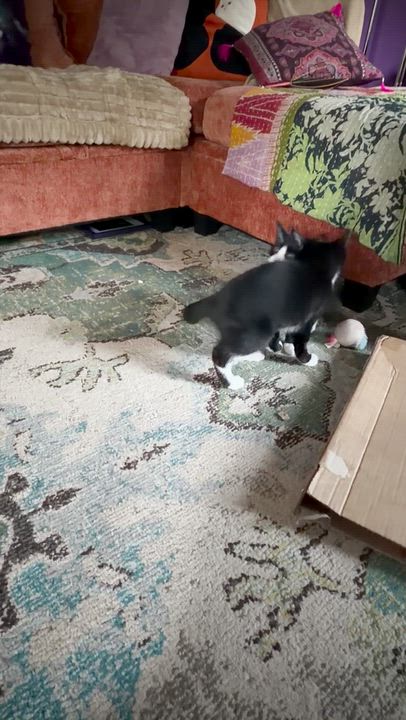 Enlarge Salem, a Adoptable mixed breed in Cincinnati, OH video 3/3