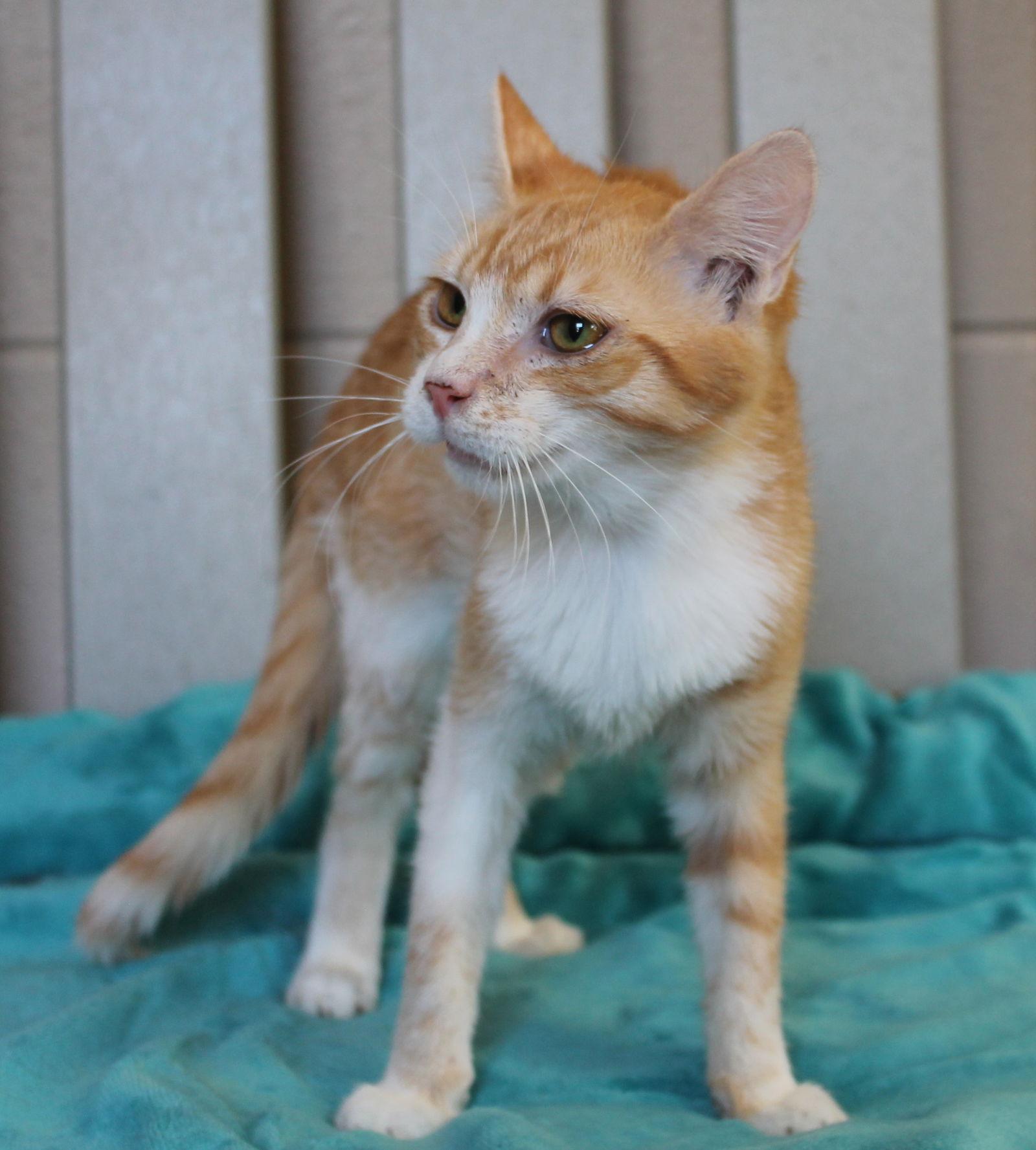 Enlarge Mikie - 42890, a Adoptable mixed breed in Prattville, AL image 1/3