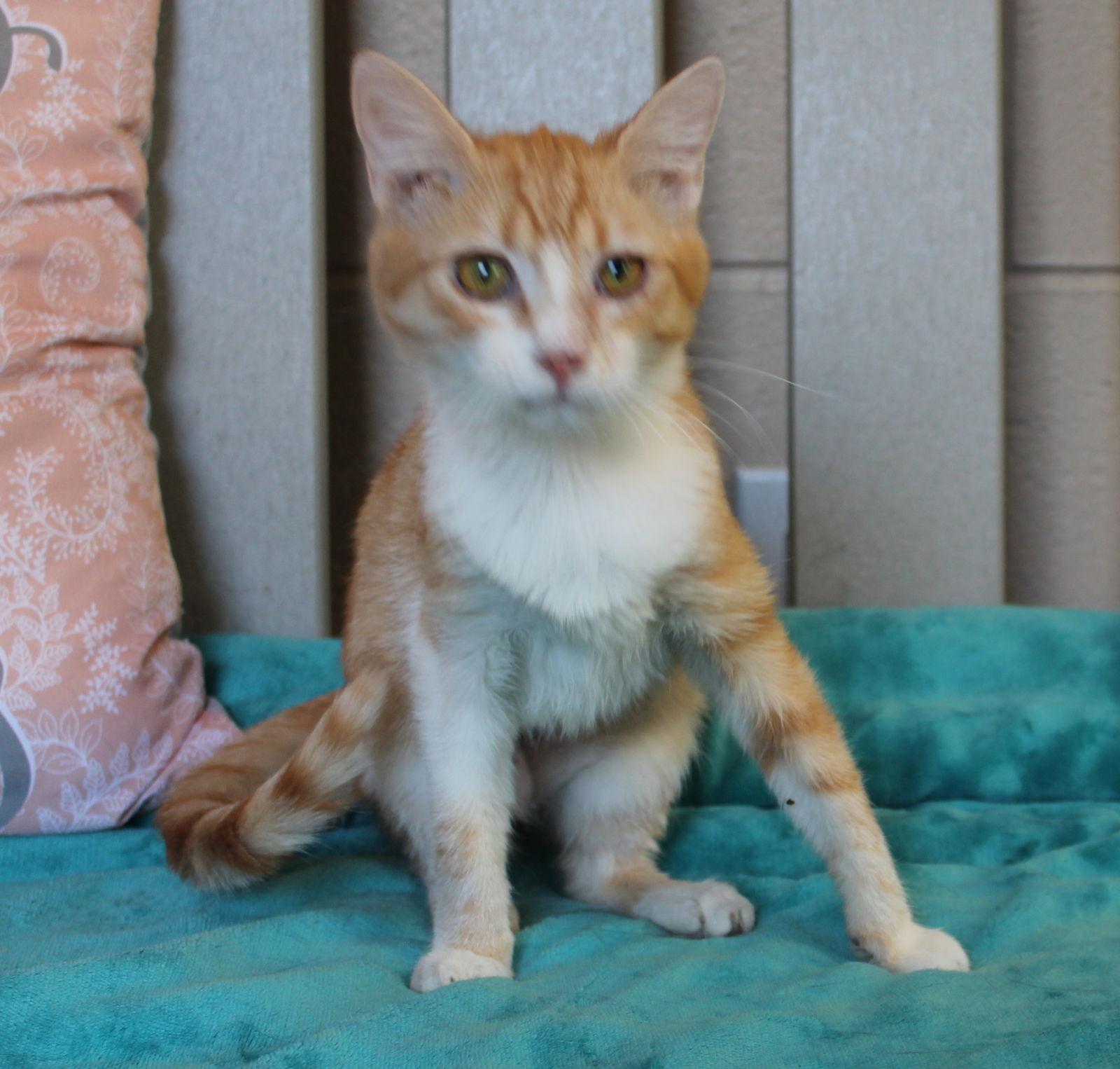 Enlarge Mikie - 42890, a Adoptable mixed breed in Prattville, AL image 2/3