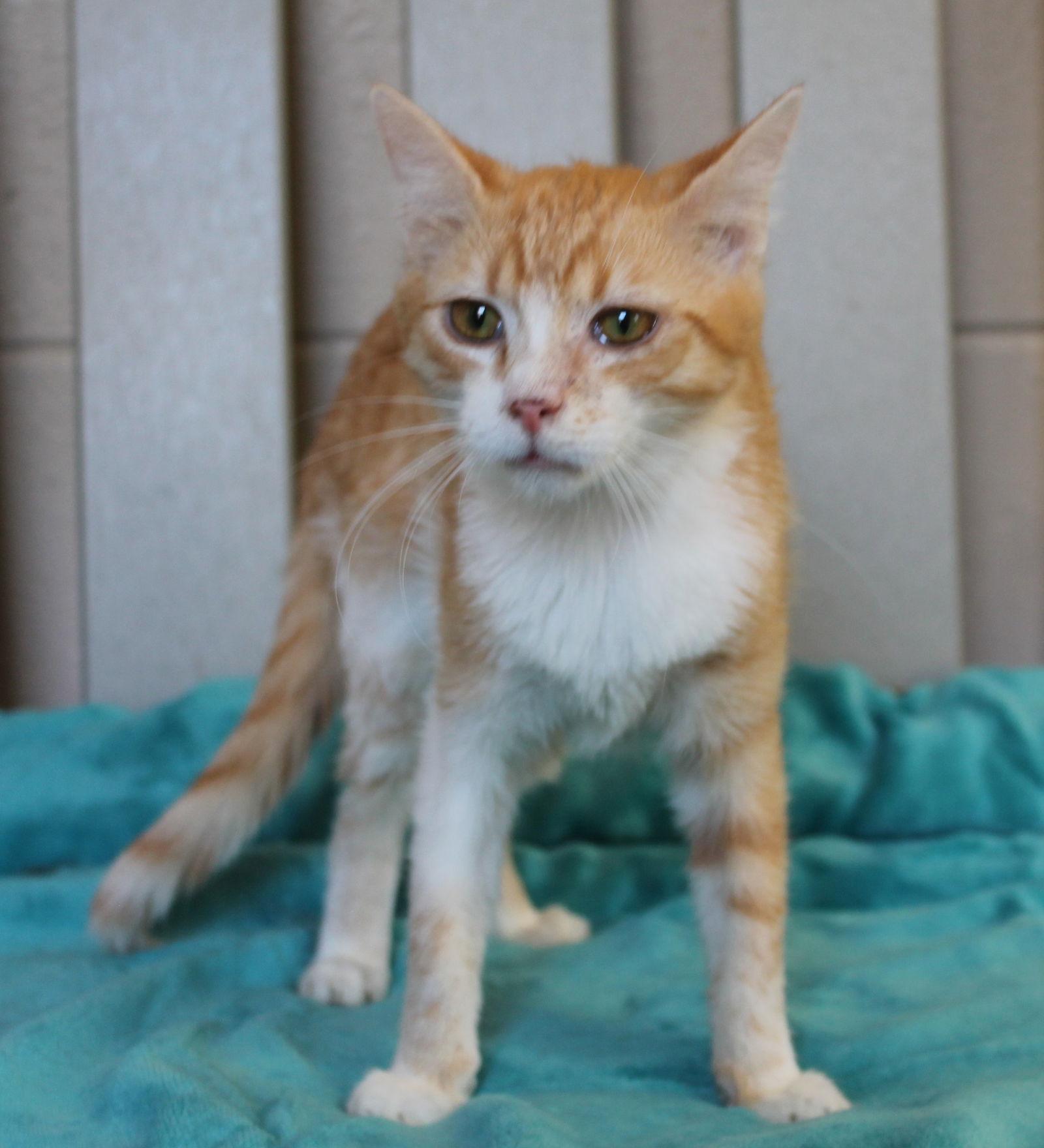 Enlarge Mikie - 42890, a Adoptable mixed breed in Prattville, AL image 3/3