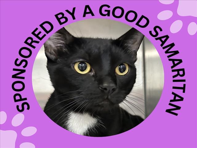 BIG BOY, Adoptable, Young Male Domestic Short Hair.