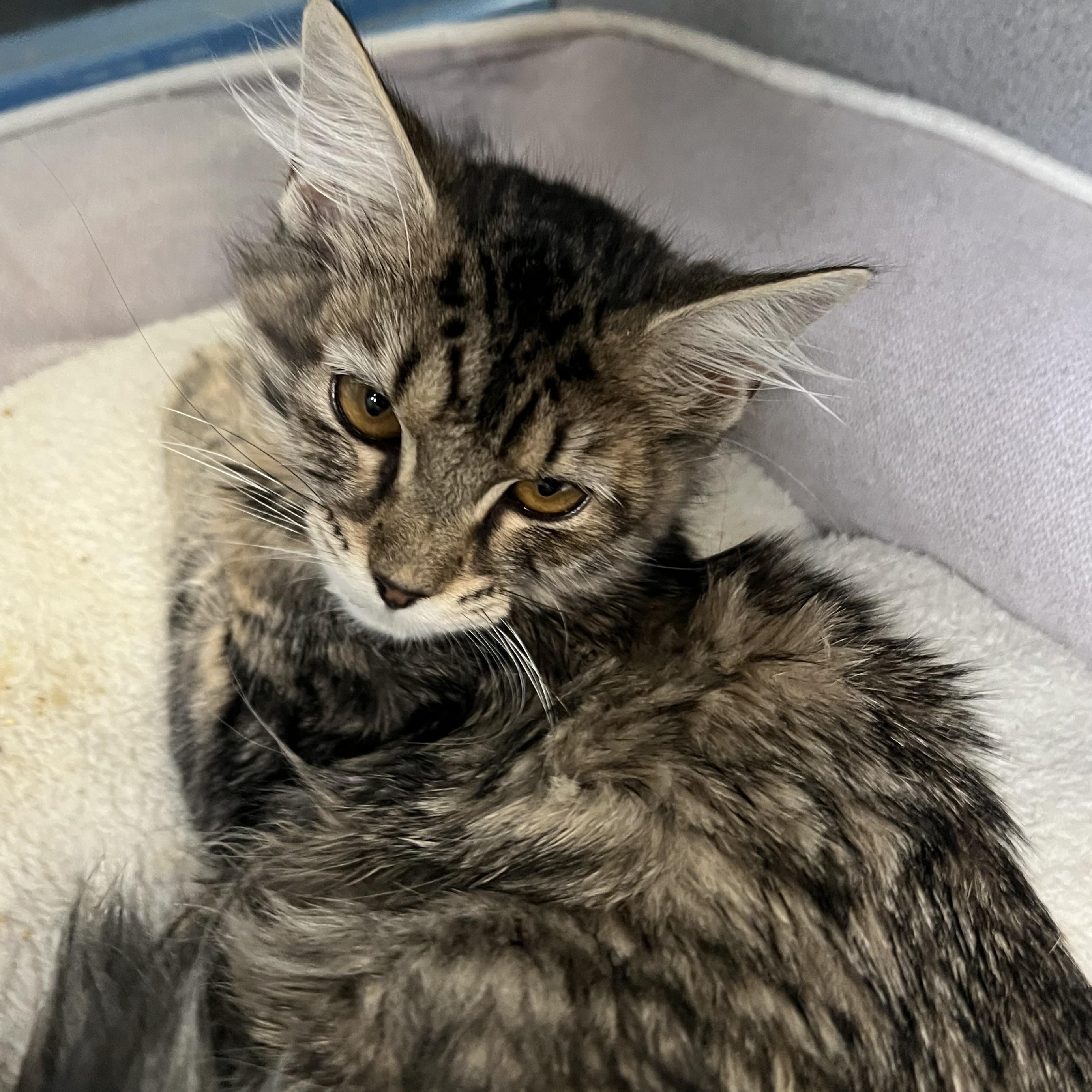 Misty, adopted, Young Female Domestic Medium Hair.