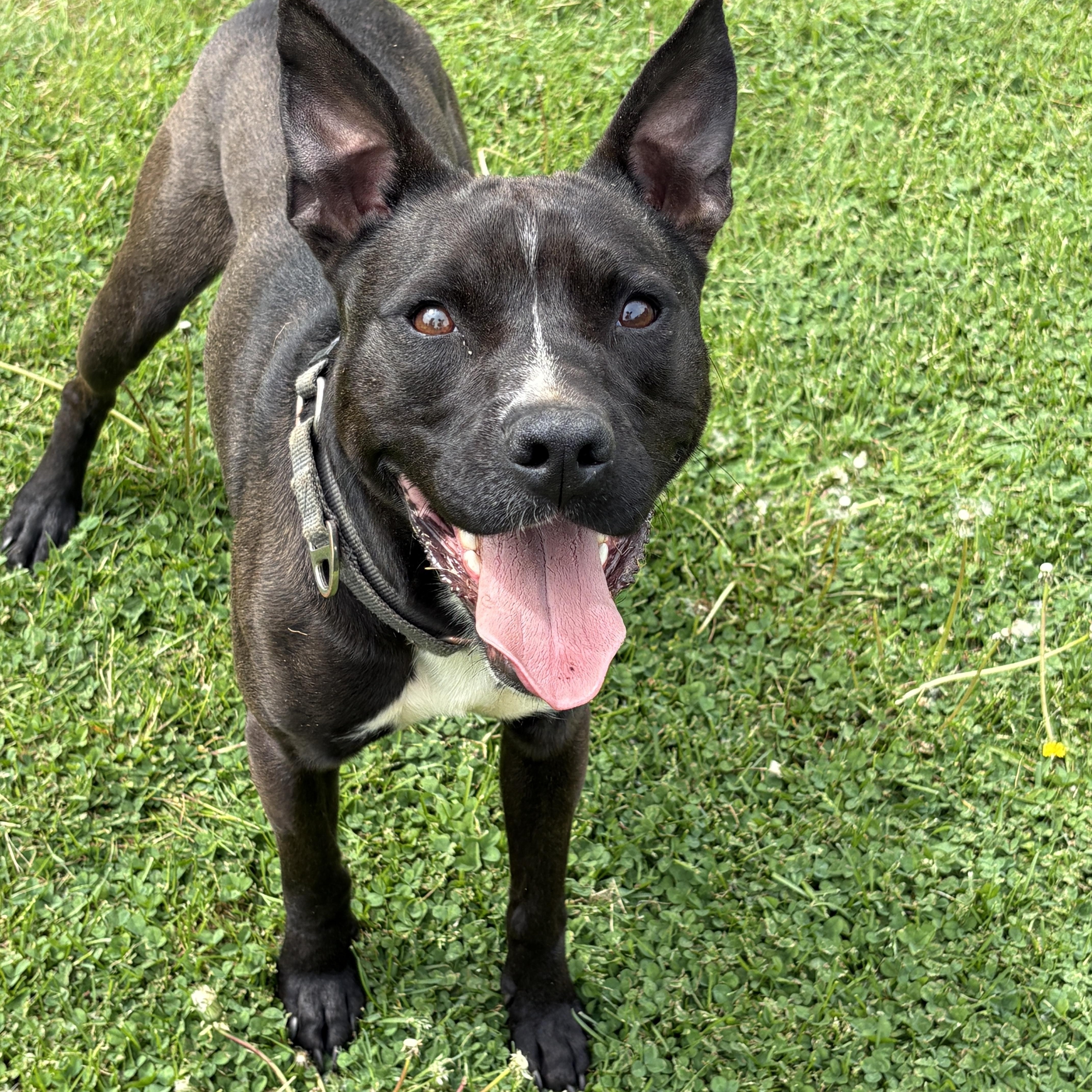 NEMO, a Adoptable mixed breed in Latham, NY image 3/6