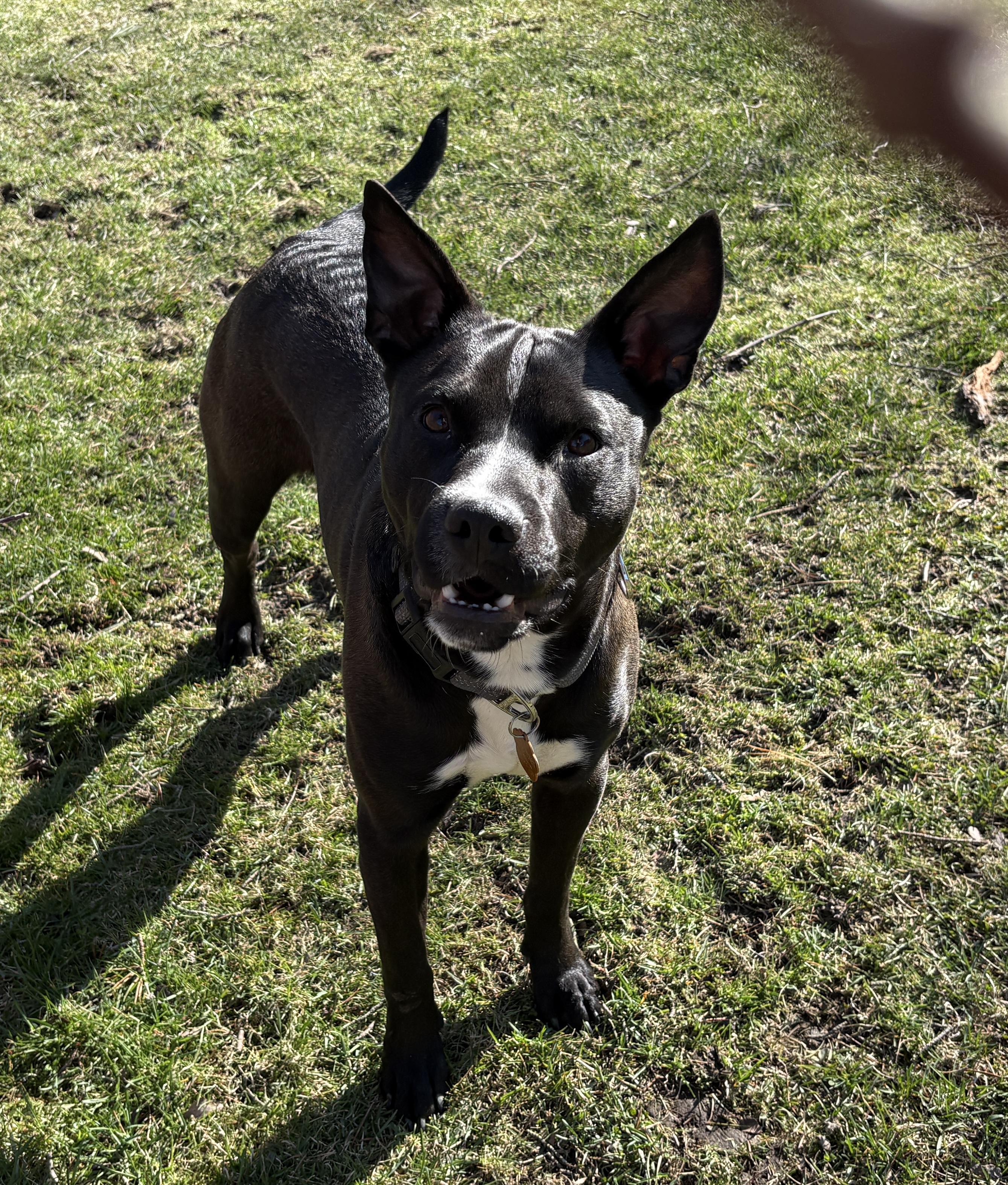 Enlarge NEMO, a Adoptable mixed breed in Latham, NY image 1/6
