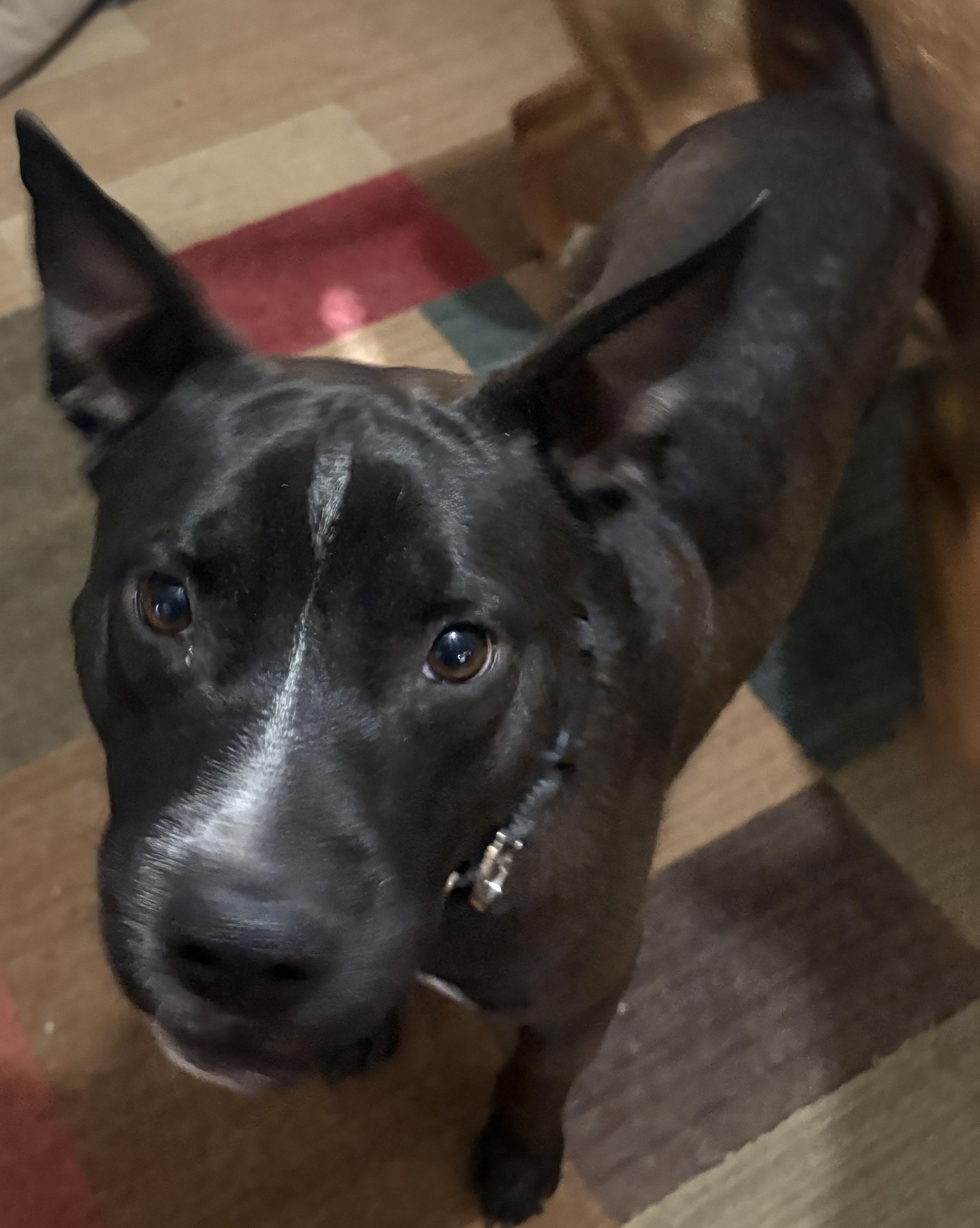 Enlarge NEMO, a Adoptable mixed breed in Latham, NY image 2/6