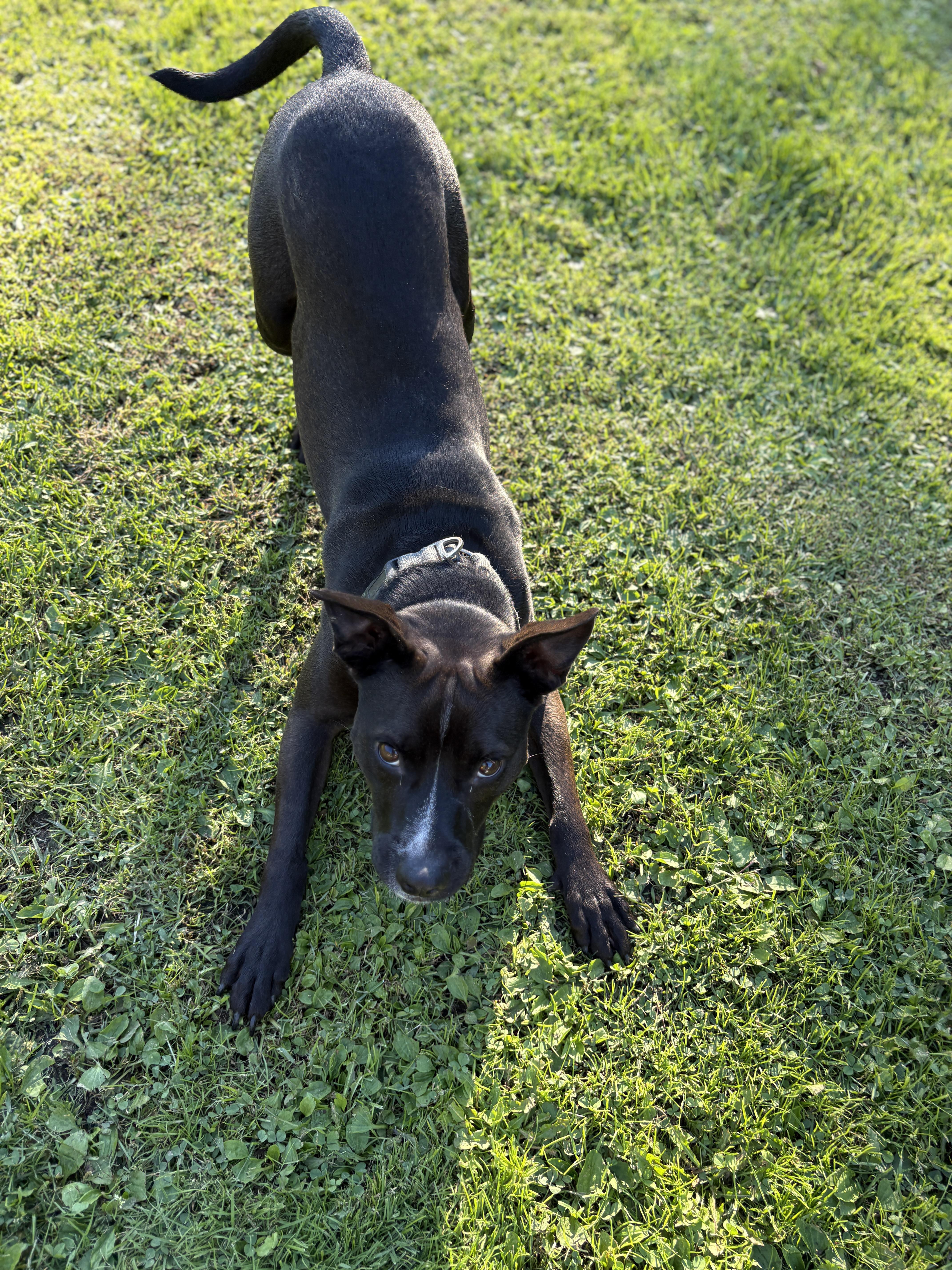 NEMO, Adoptable, Young Male American Staffordshire Terrier & Cattle Dog.