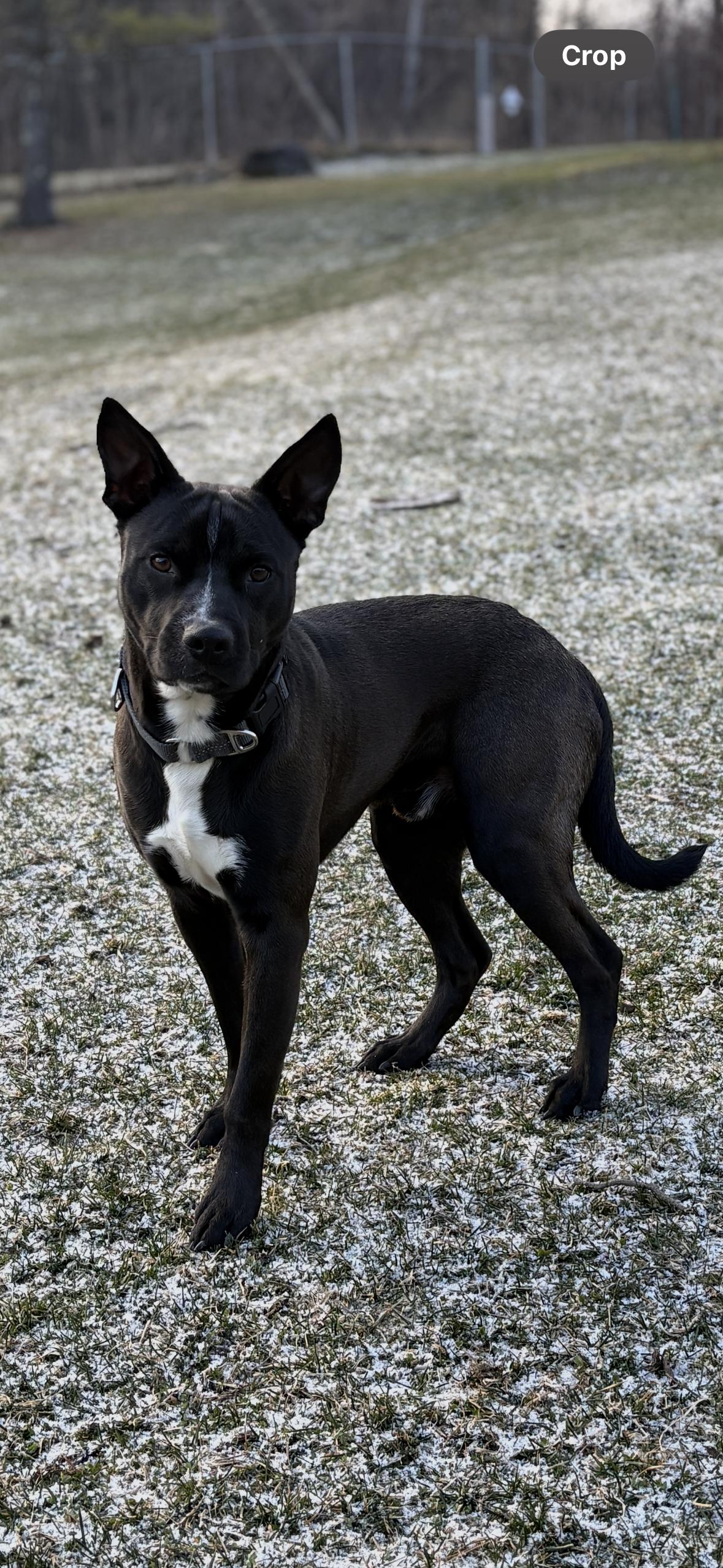 Enlarge NEMO, a Adoptable mixed breed in Latham, NY image 6/6