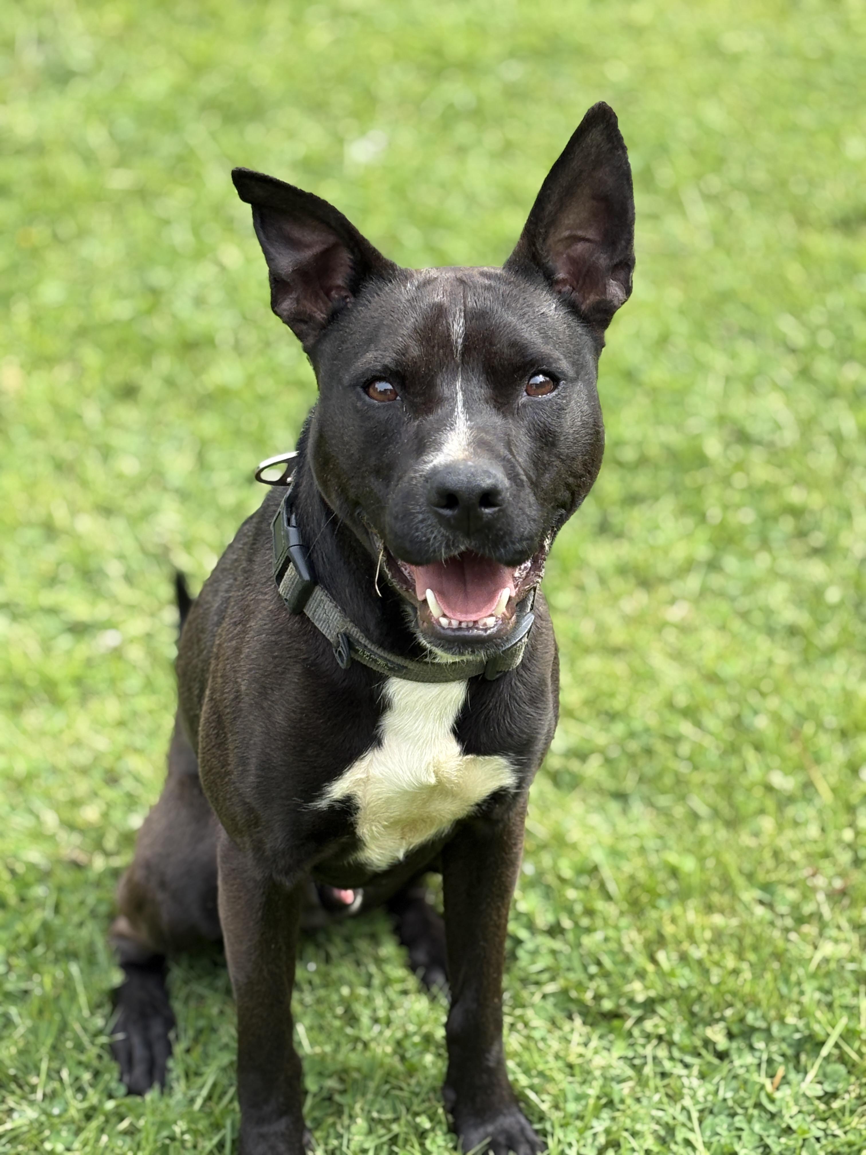 NEMO, a Adoptable mixed breed in Latham, NY image 4/6