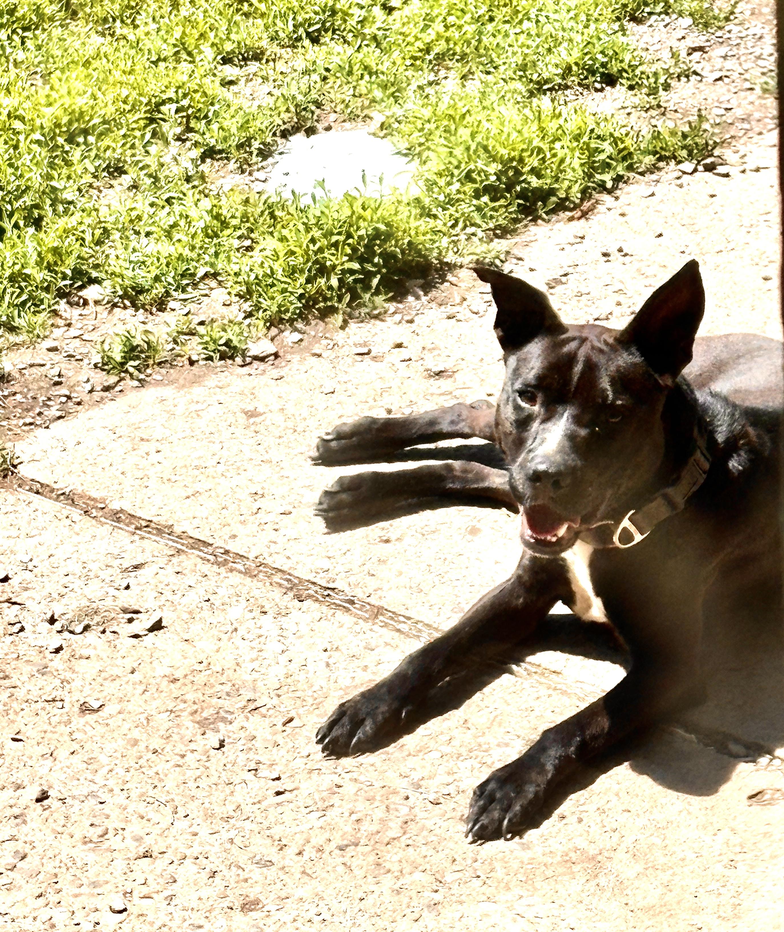 NEMO, a Adoptable mixed breed in Latham, NY image 6/6