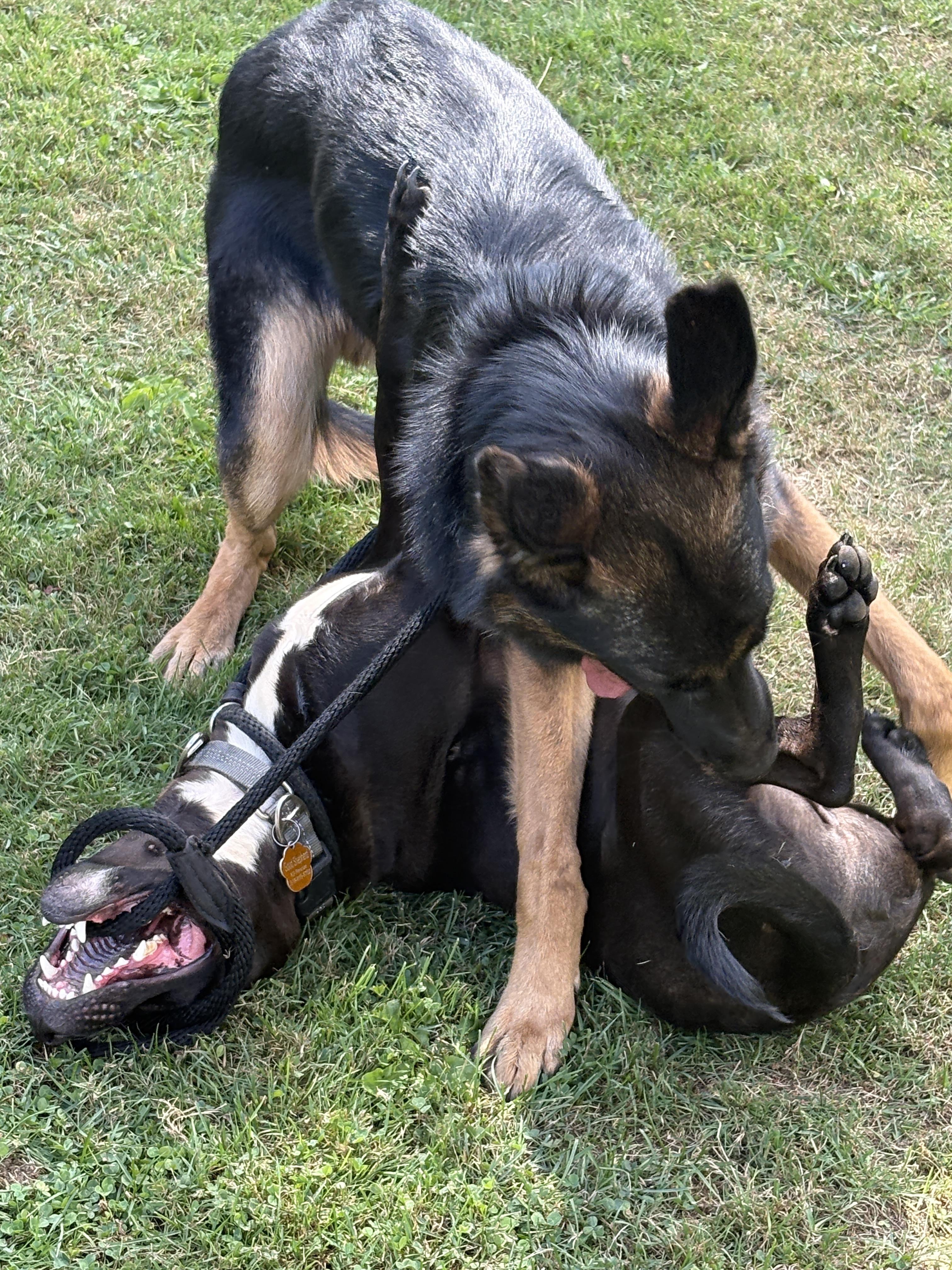 Enlarge NEMO, a Adoptable mixed breed in Latham, NY image 4/6