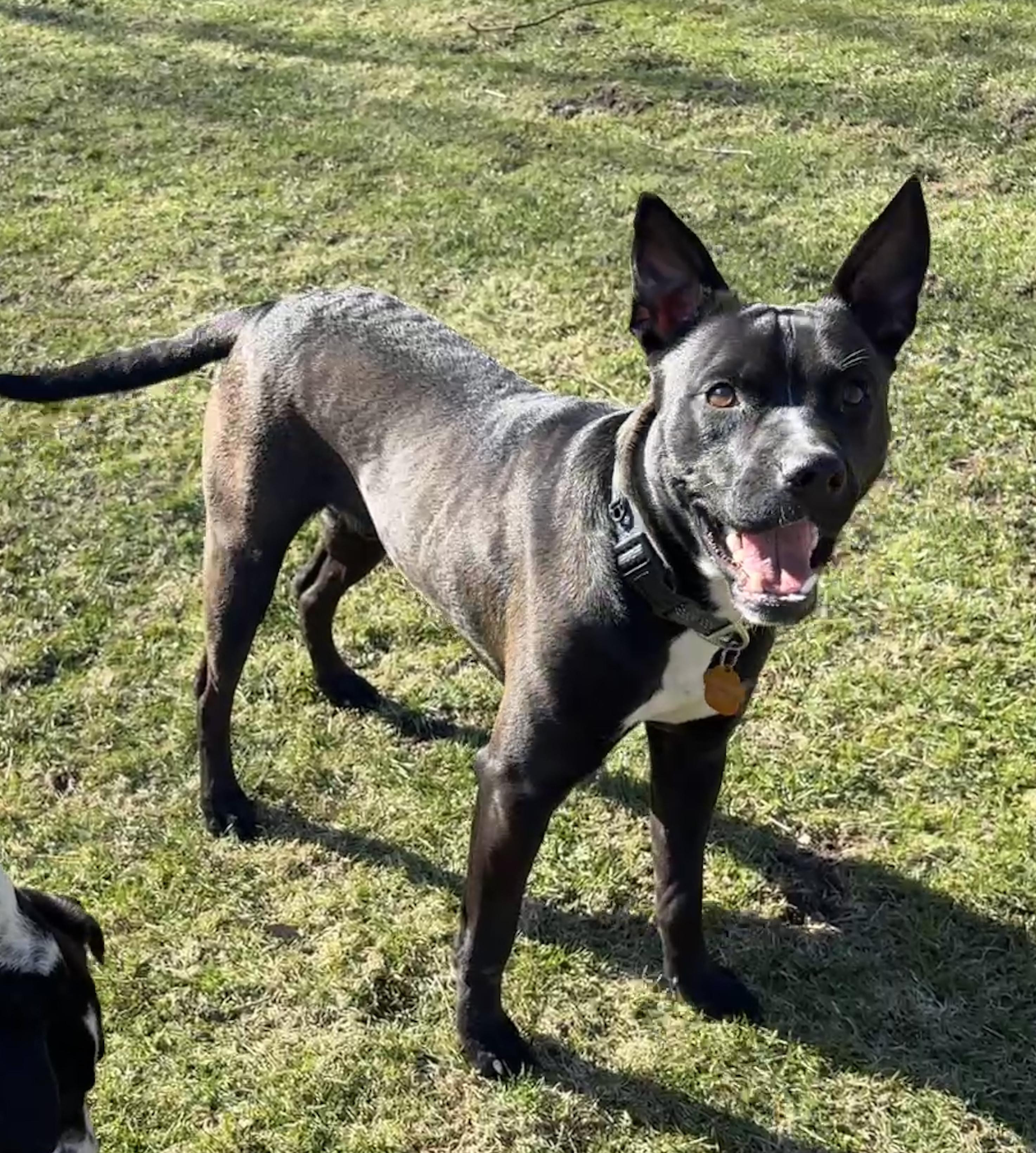 Enlarge NEMO, a Adoptable mixed breed in Latham, NY image 5/6