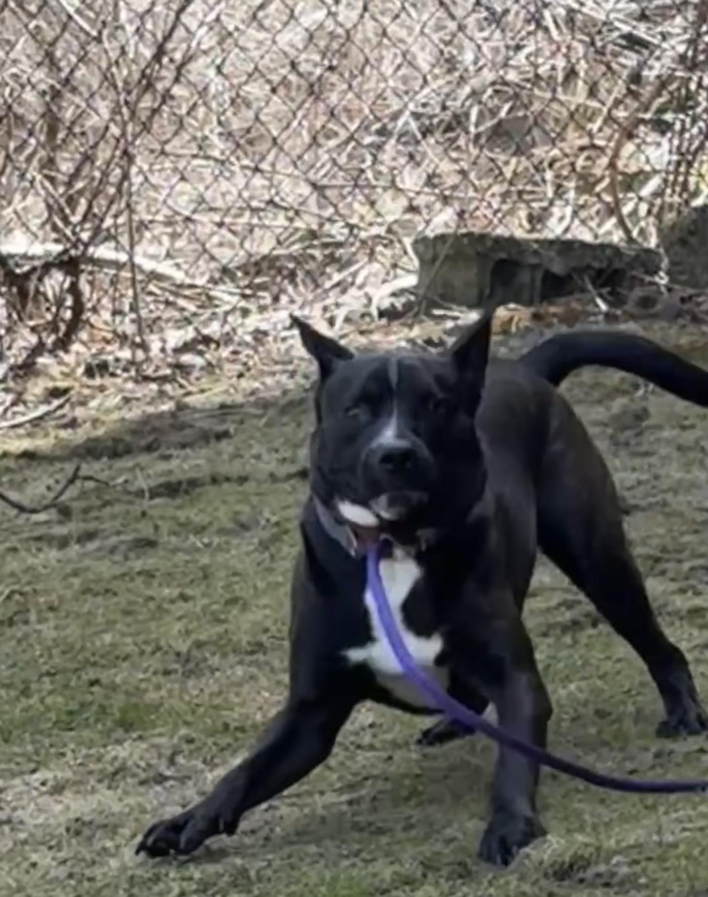 Enlarge NEMO, a Adoptable mixed breed in Latham, NY image 6/6