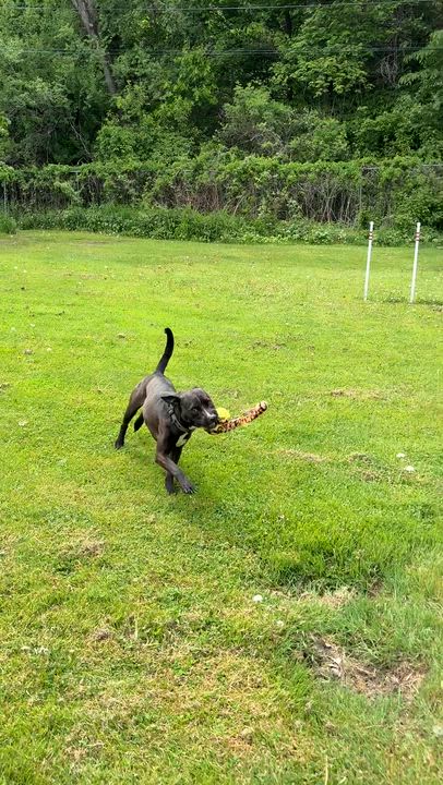Enlarge NEMO, a Adoptable mixed breed in Latham, NY video 5/6