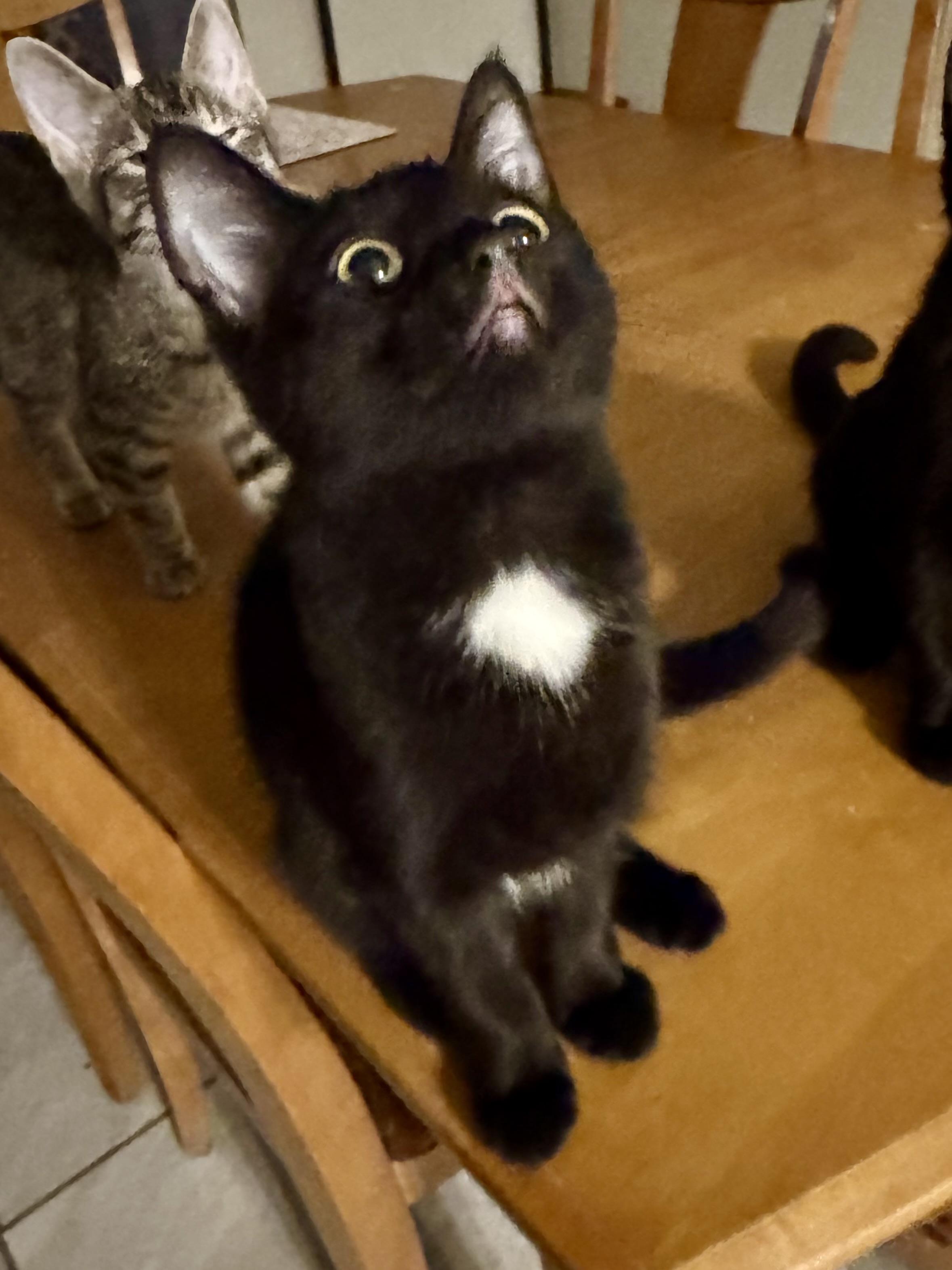 Enlarge Lucy, a Adoptable Domestic Short Hair in Twin Falls, ID image 1/4
