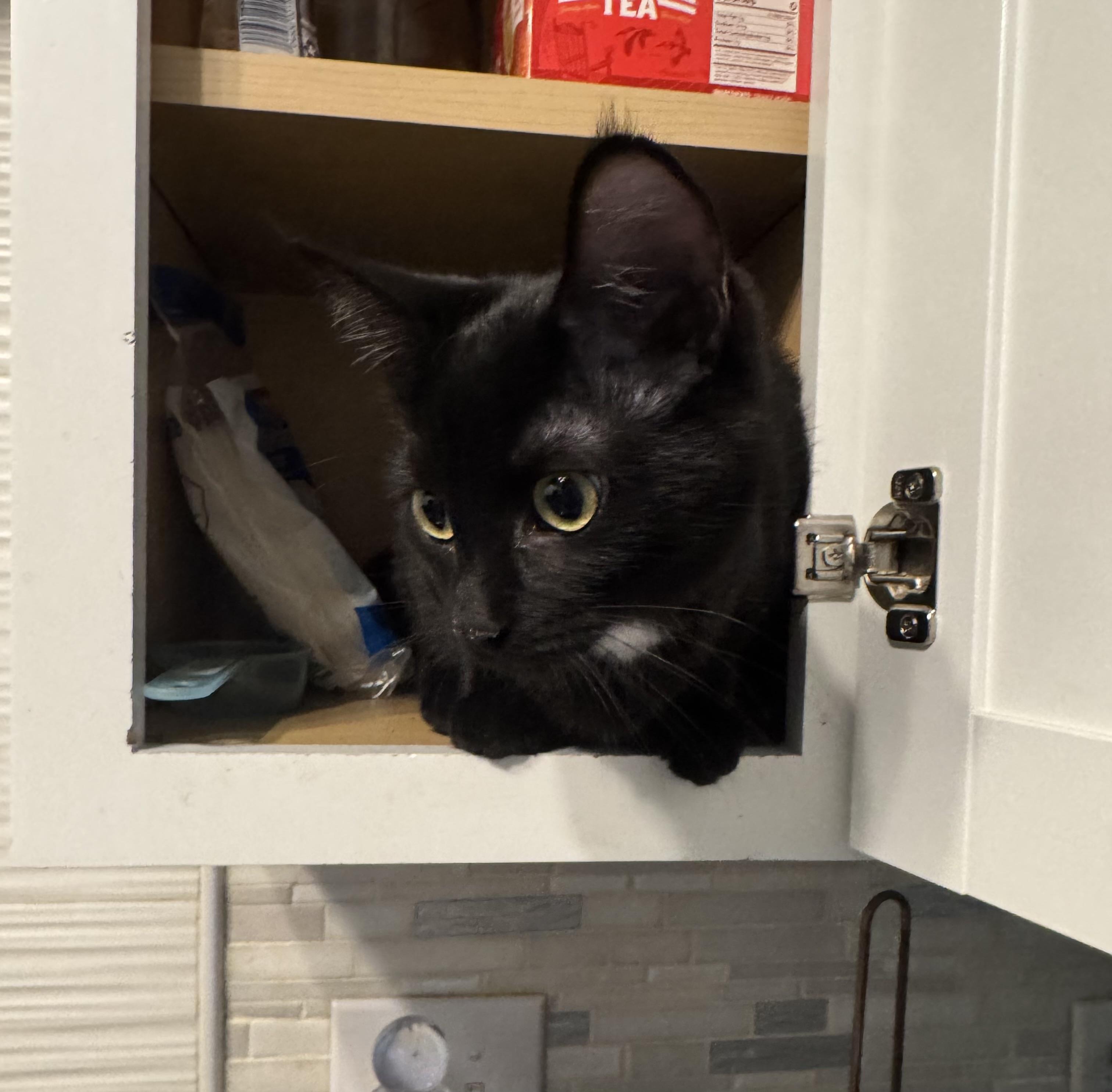 Enlarge Lucy, a Adoptable Domestic Short Hair in Twin Falls, ID image 2/4