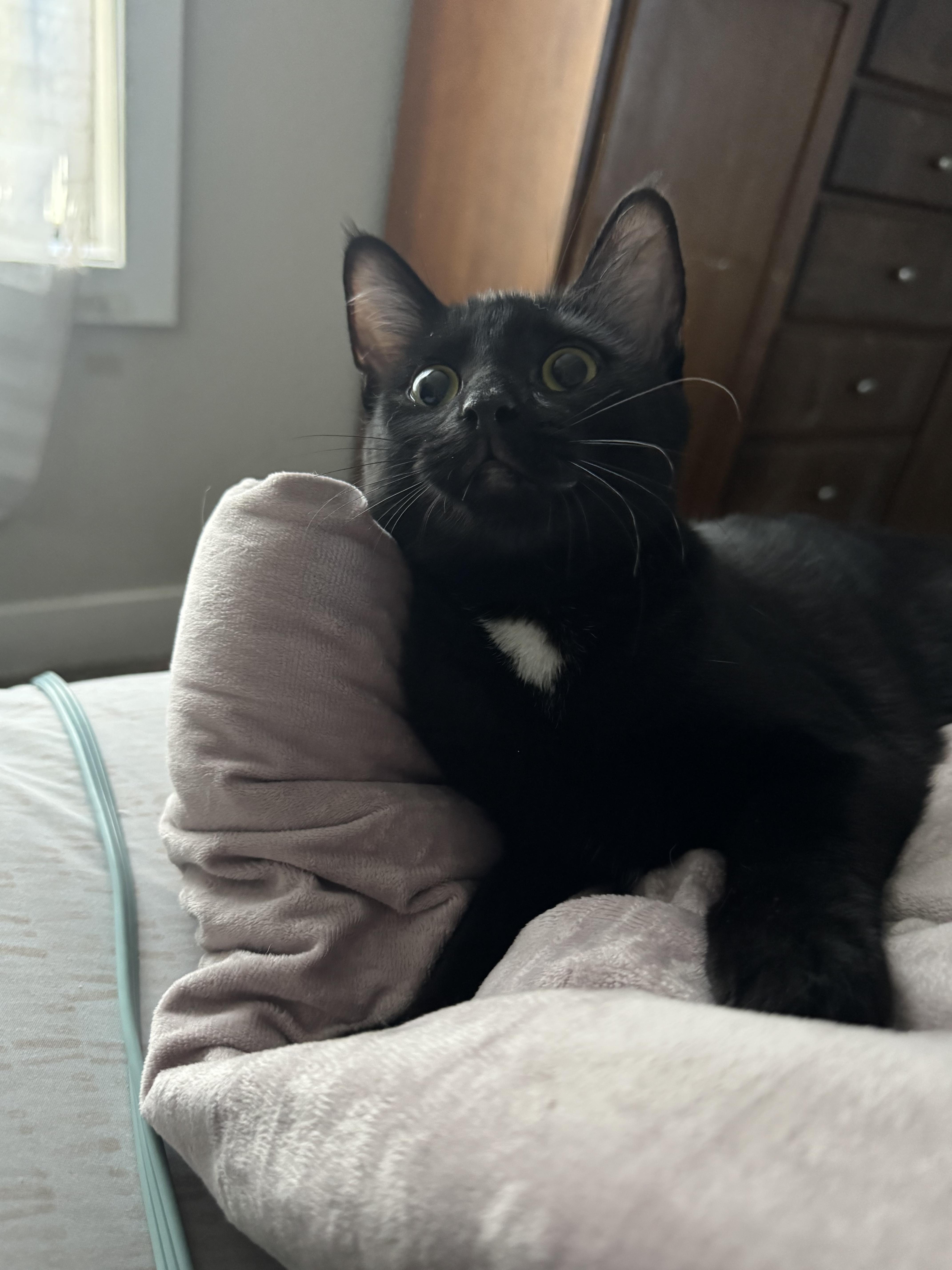 Enlarge Lucy, a Adoptable Domestic Short Hair in Twin Falls, ID image 3/4