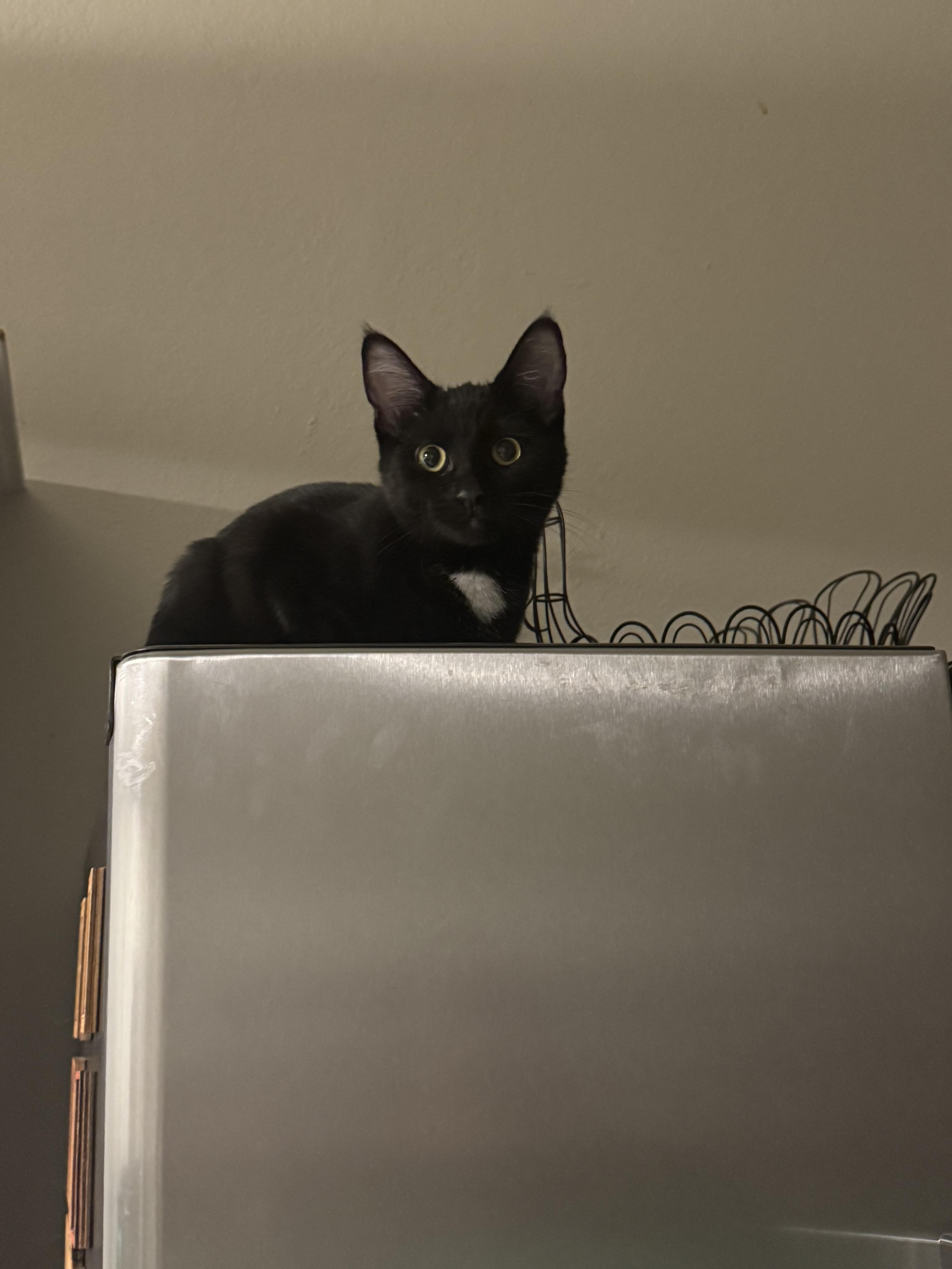 Enlarge Lucy, a Adoptable Domestic Short Hair in Twin Falls, ID image 4/4