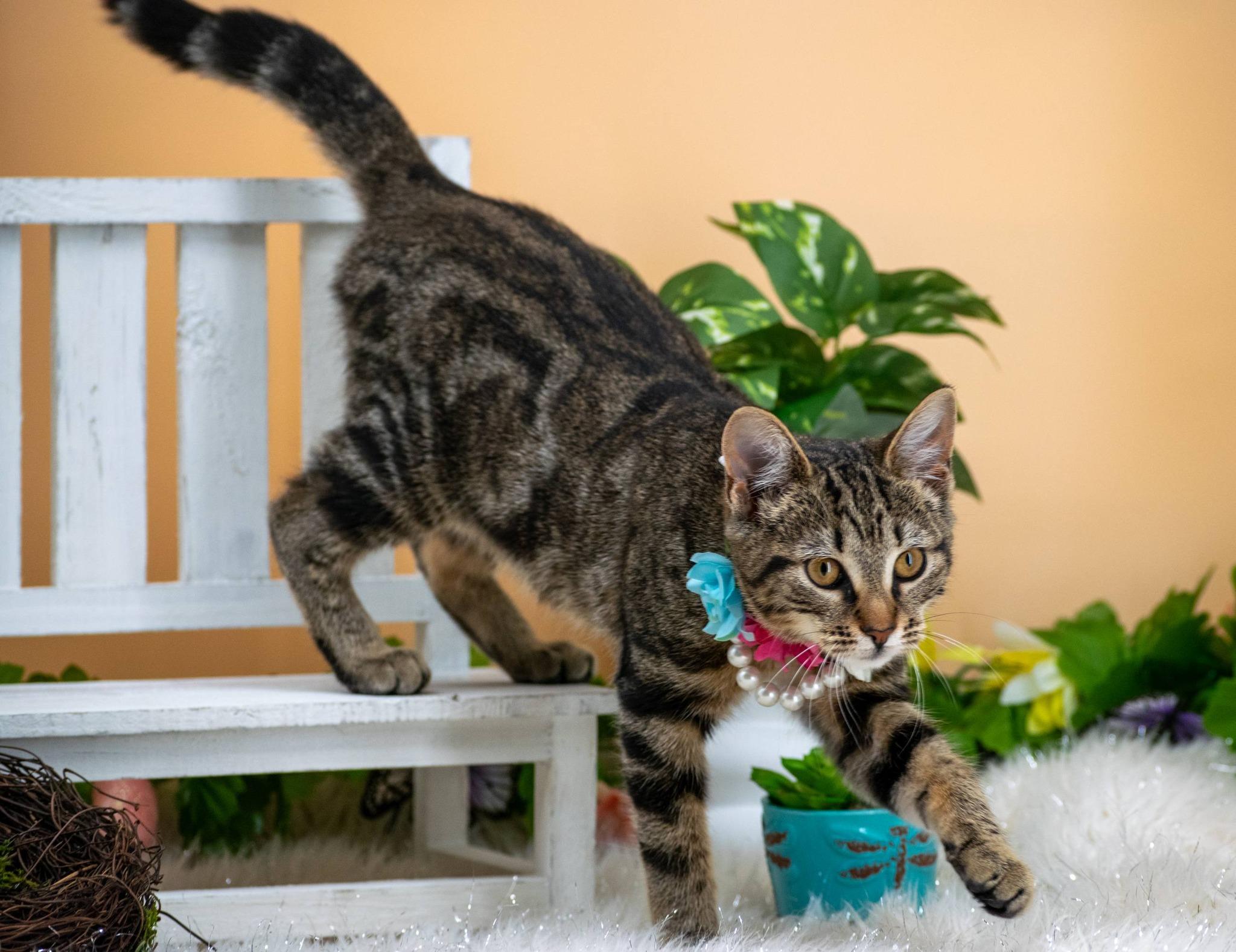 Bloom, a ADOPTABLE Domestic Short Hair in Sevierville, TN image 2/5