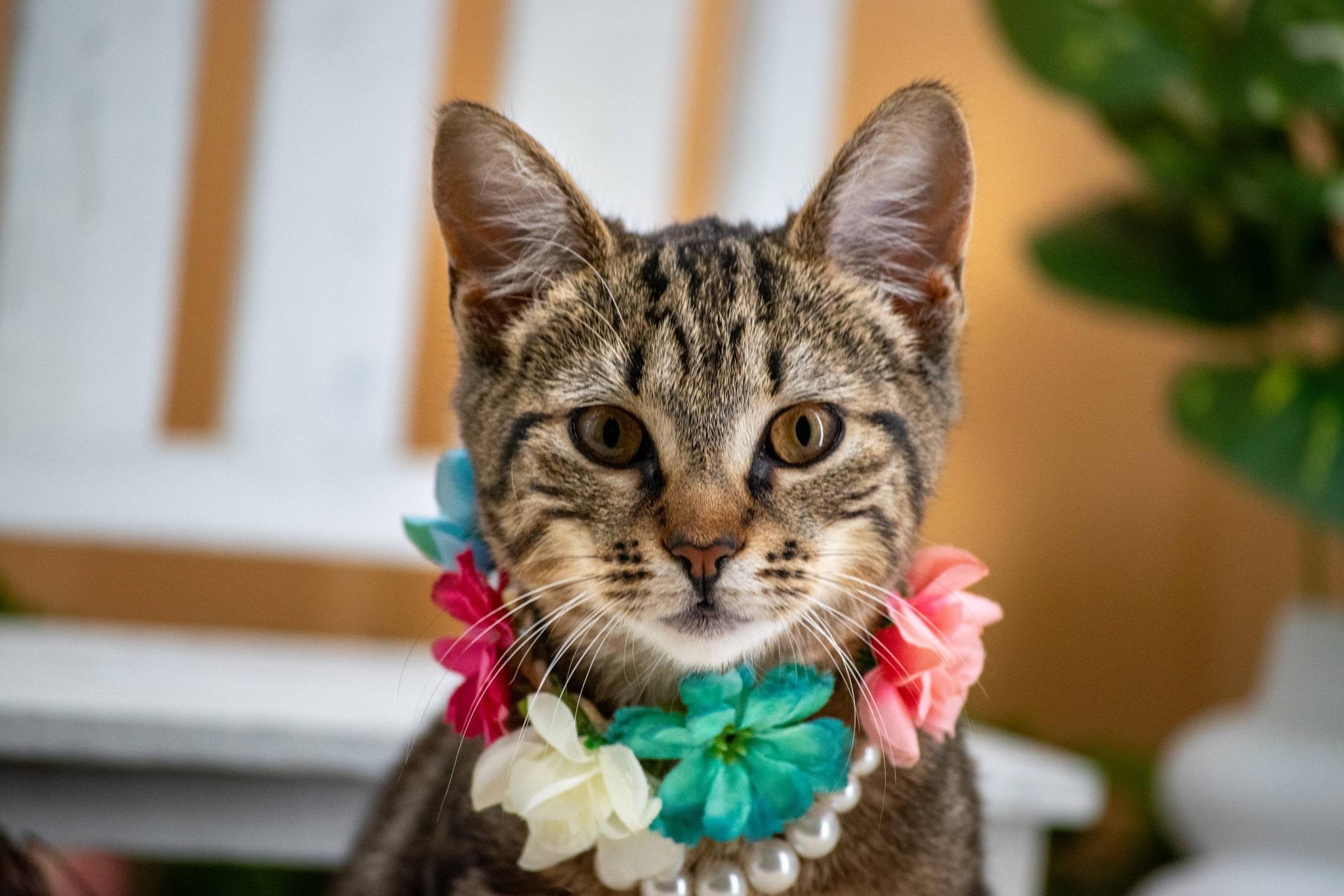 Bloom, a ADOPTABLE Domestic Short Hair in Sevierville, TN image 4/5