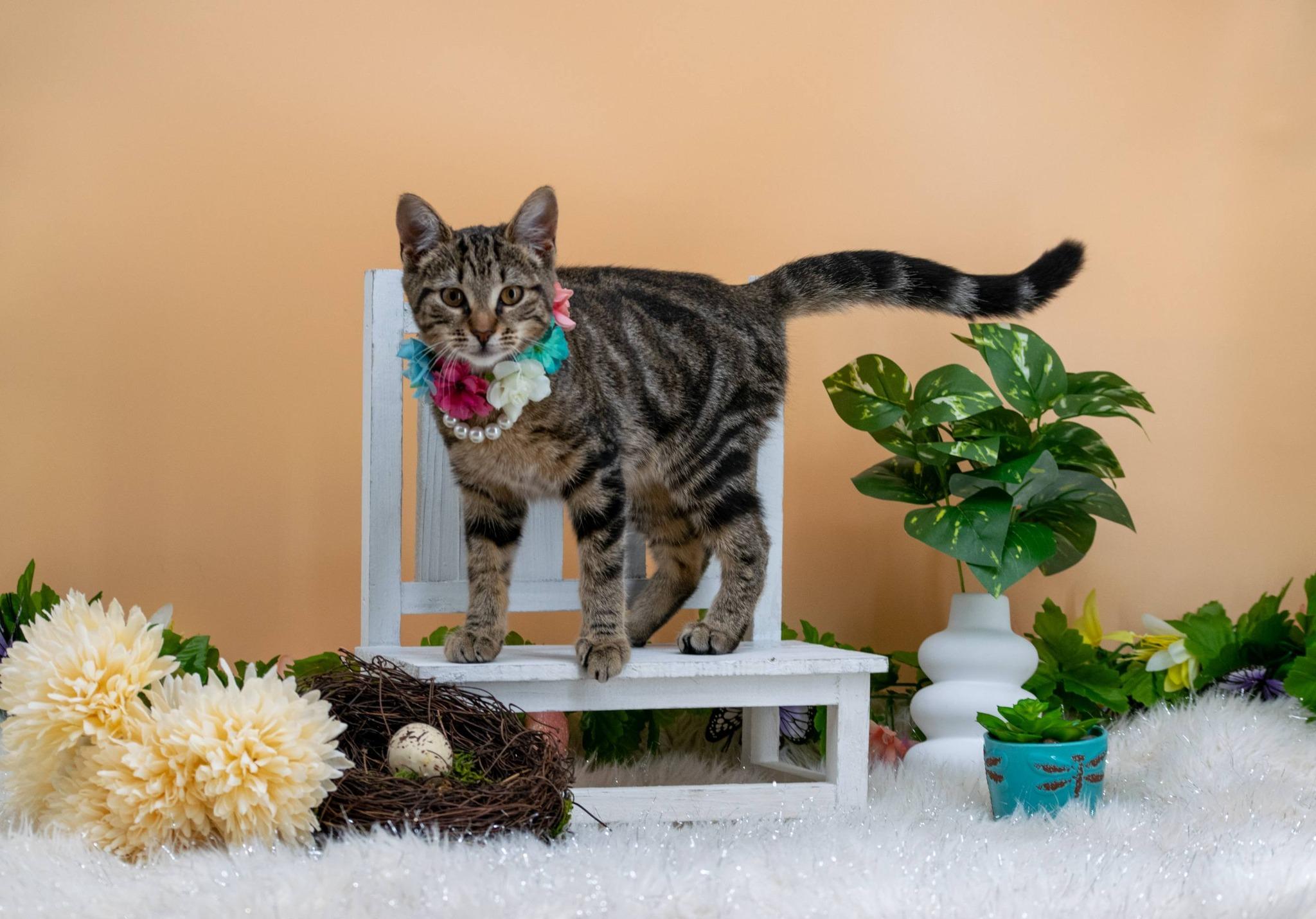 Bloom, a ADOPTABLE Domestic Short Hair in Sevierville, TN image 5/5