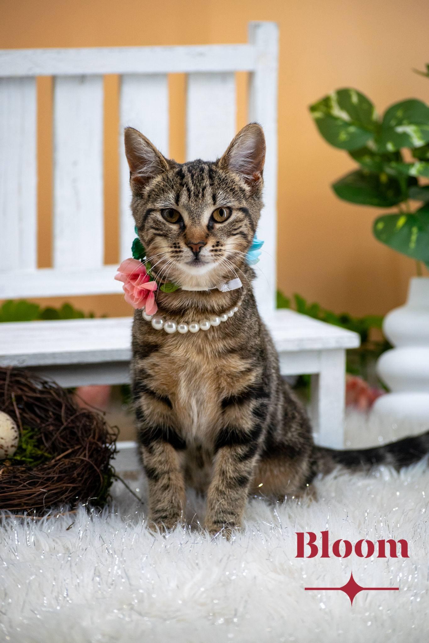Bloom, a ADOPTABLE Domestic Short Hair in Sevierville, TN image 1/5