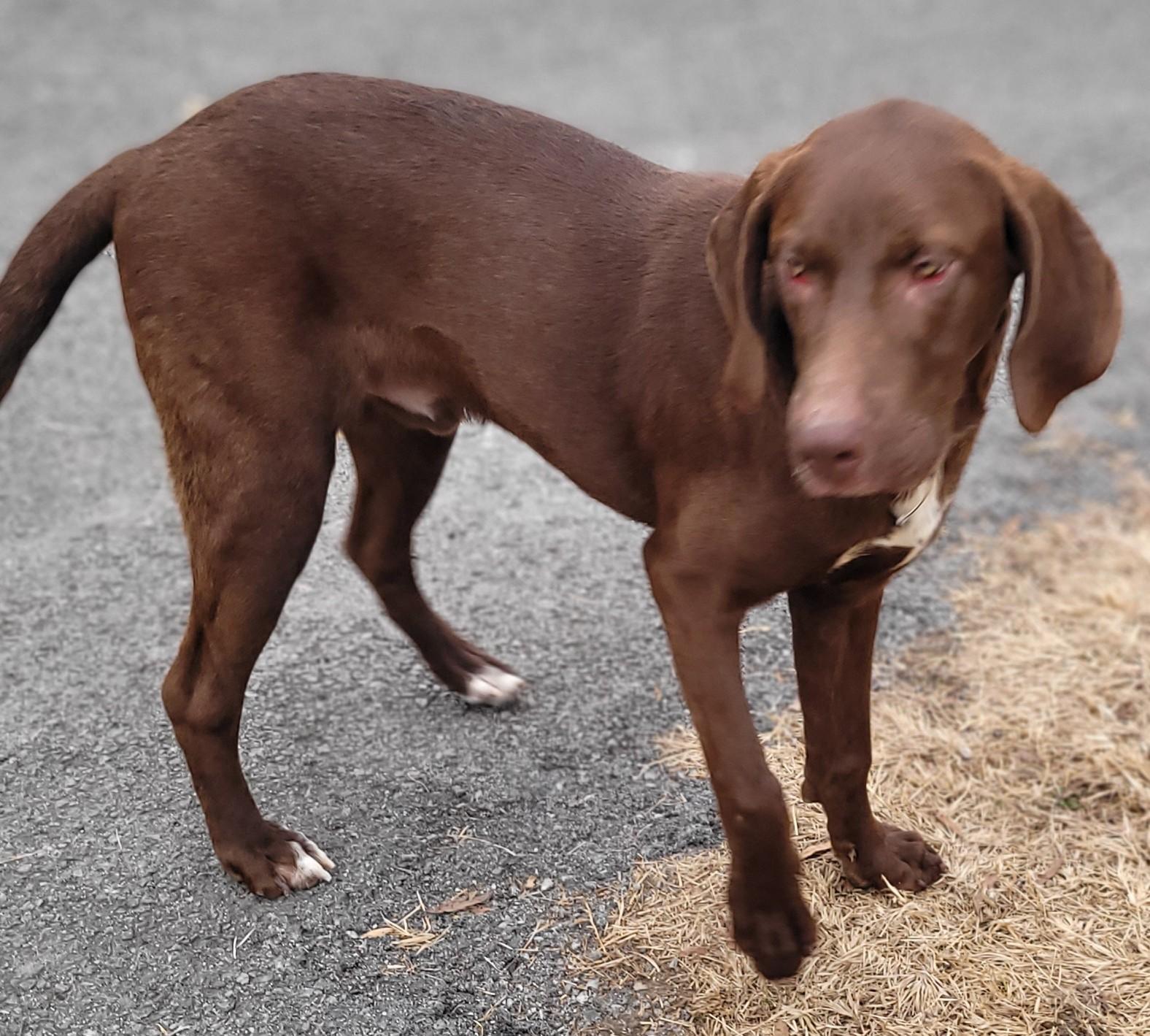 Enlarge Roscoe #19, a ADOPTABLE mixed breed in Killingworth, CT image 5/5