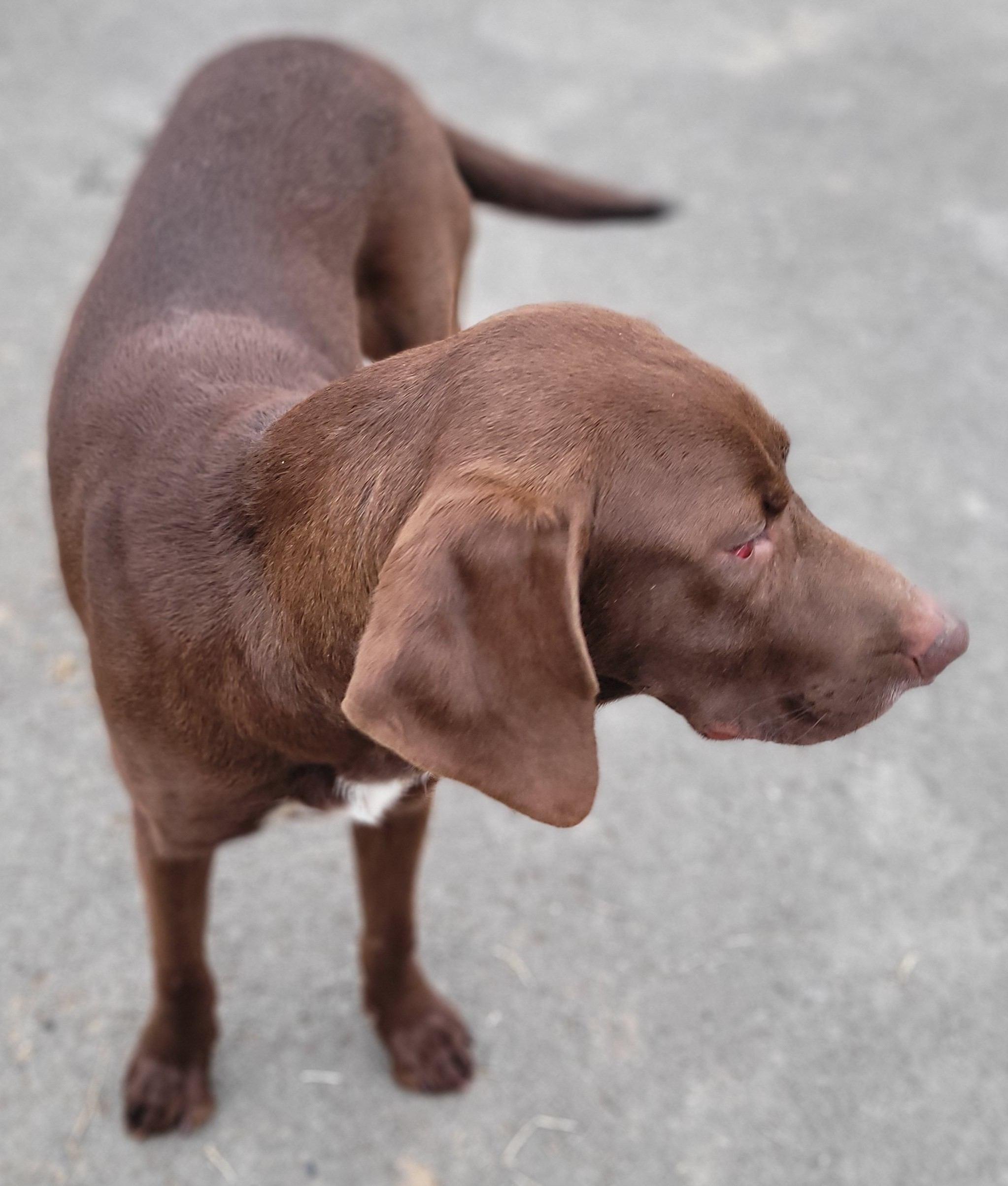 Enlarge Roscoe #19, a ADOPTABLE mixed breed in Killingworth, CT image 3/5