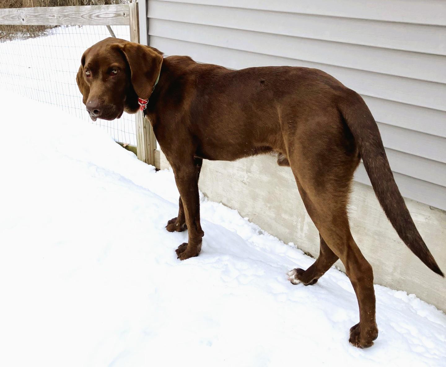 Roscoe #19 — thumbnail 2