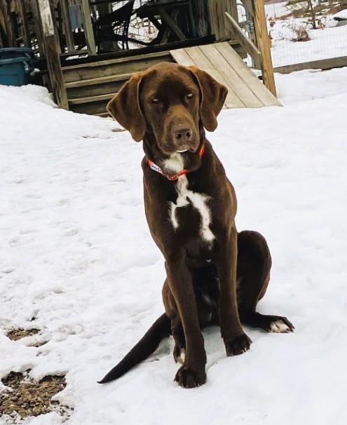 Roscoe #19 — thumbnail 3