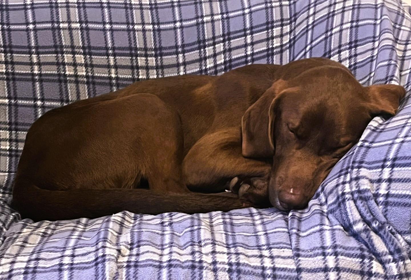 Roscoe #19 — thumbnail 5