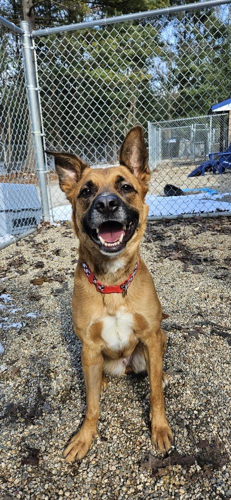 Rosie**Adoption Sponsored In Memory Of Patrick**, Adoptable, Adult Female Shepherd & Rhodesian Ridgeback.