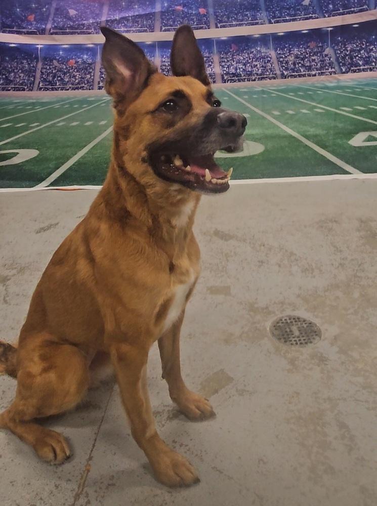 Rosie**Adoption Sponsored In Memory Of Patrick**, a Adoptable mixed breed in Muskegon, MI image 2/3