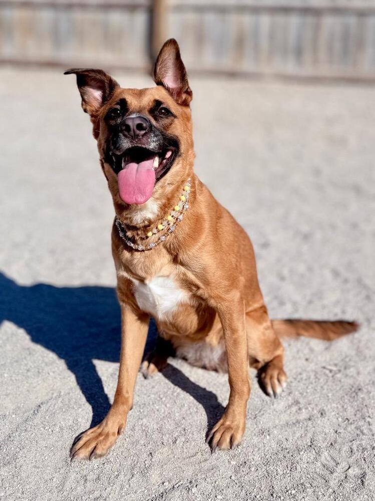 Rosie**Adoption Sponsored In Memory Of Patrick**, a Adoptable mixed breed in Muskegon, MI image 3/3