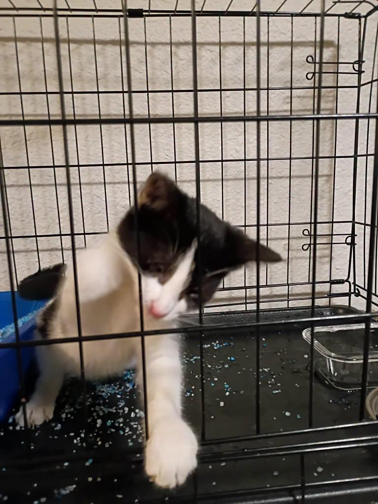 Enlarge CupCake, a Adoptable Tuxedo in Cut Bank, MT image 1/2