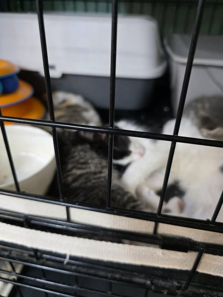 Enlarge CupCake, a Adoptable Tuxedo in Cut Bank, MT image 2/2