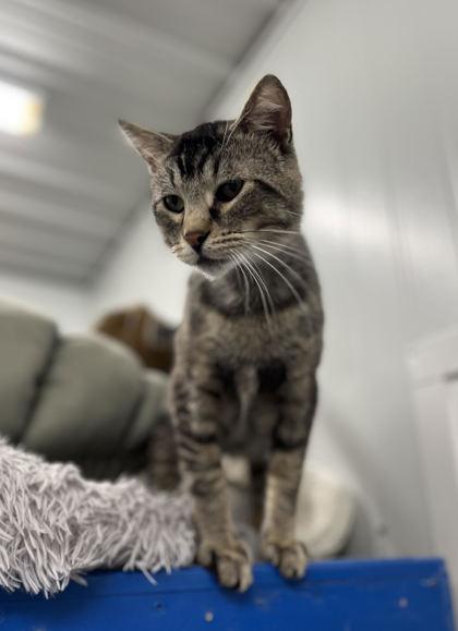 Plum, Adoptable, Adult Male Domestic Short Hair & Domestic Short Hair.