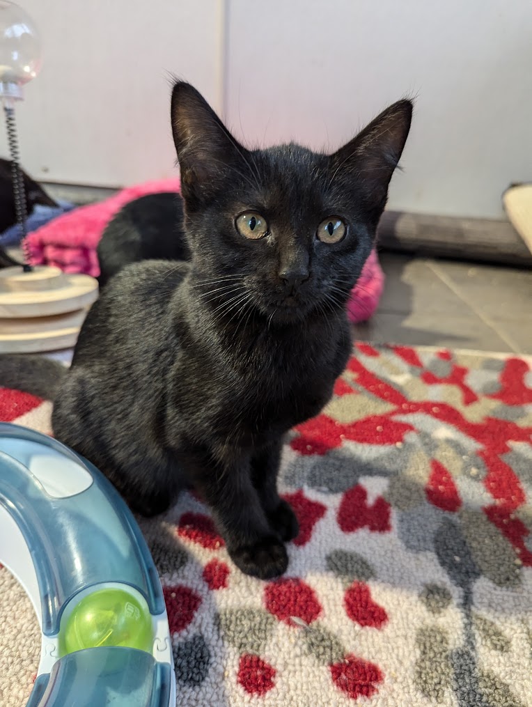 Cat for adoption Ginger, a Domestic Short Hair in Coquitlam, BC