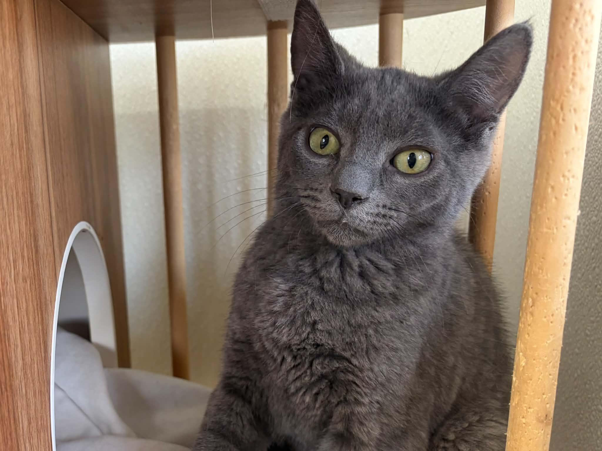 Enlarge Wuzzy, a Adoptable mixed breed in Republic, WA image 2/6