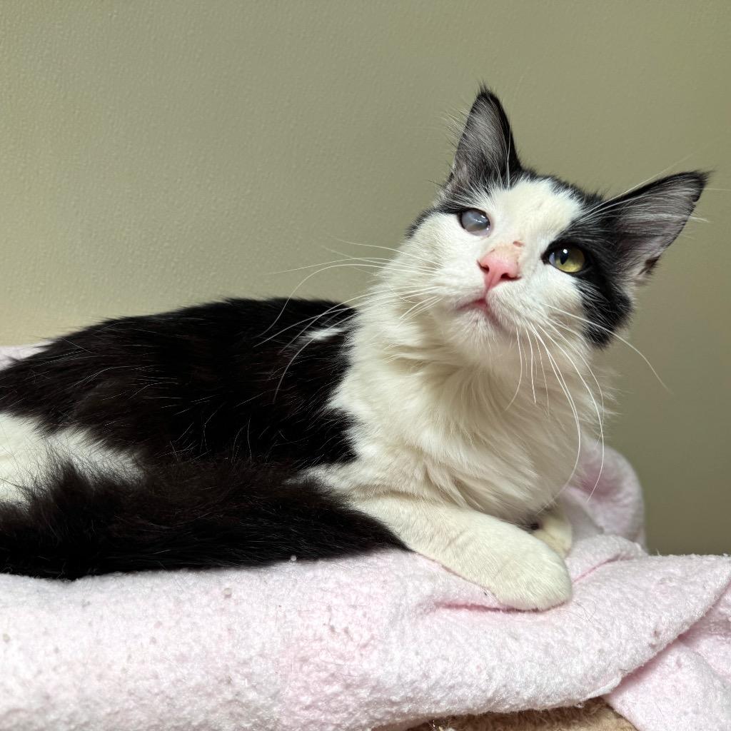 Enlarge Nimbus, a Adoptable mixed breed in Cambria, CA image 1/6