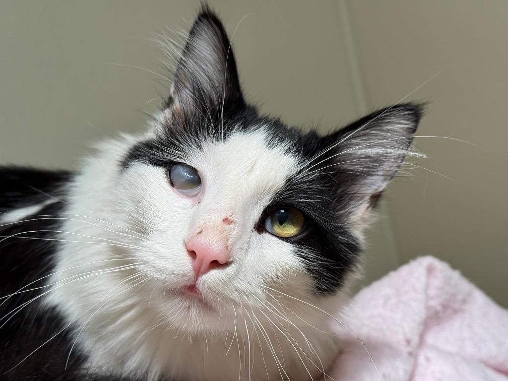 Enlarge Nimbus, a Adoptable mixed breed in Cambria, CA image 2/6