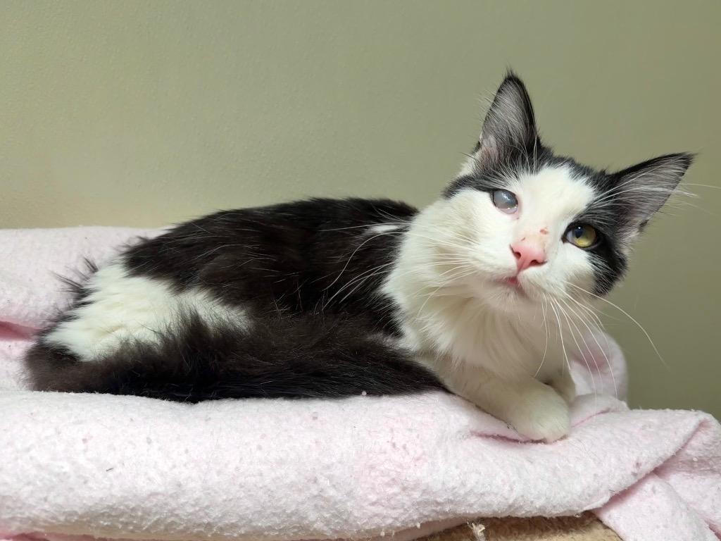 Enlarge Nimbus, a Adoptable mixed breed in Cambria, CA image 3/6