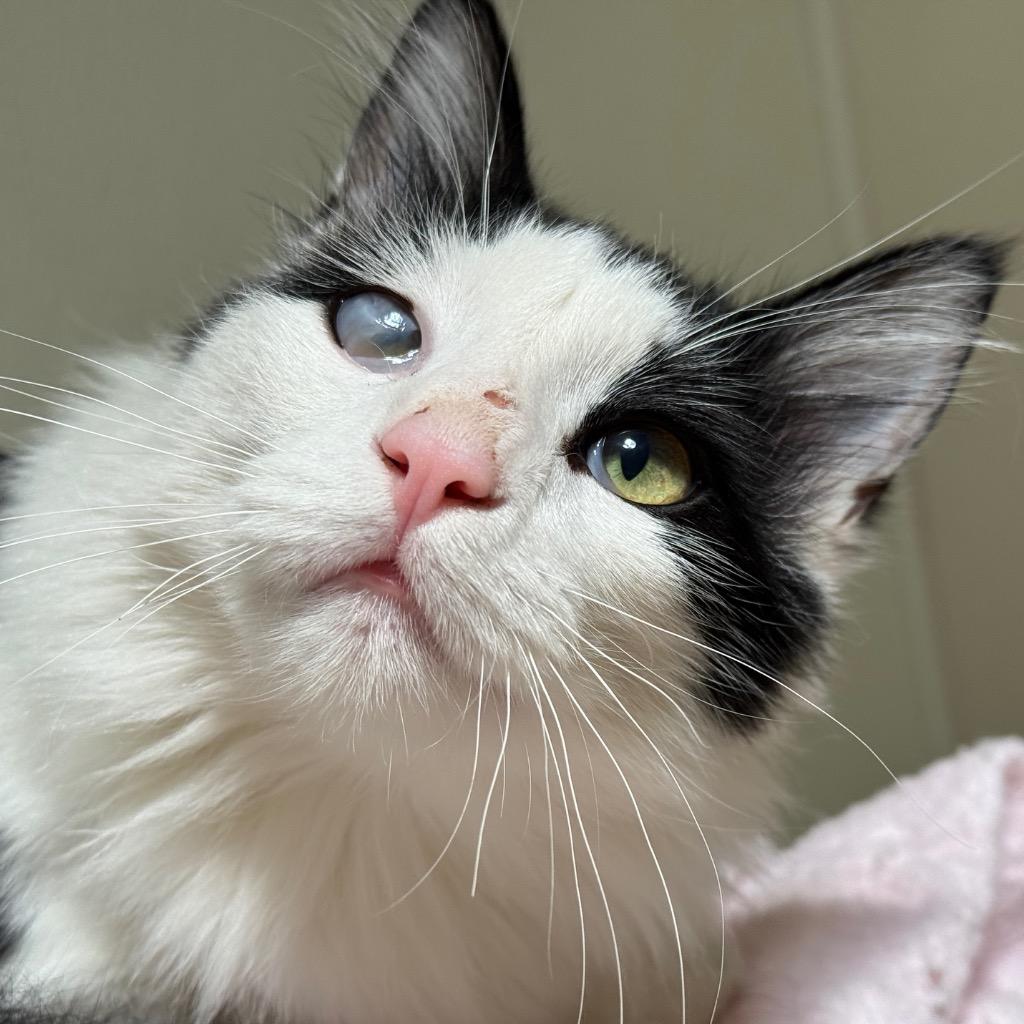 Enlarge Nimbus, a Adoptable mixed breed in Cambria, CA image 4/6