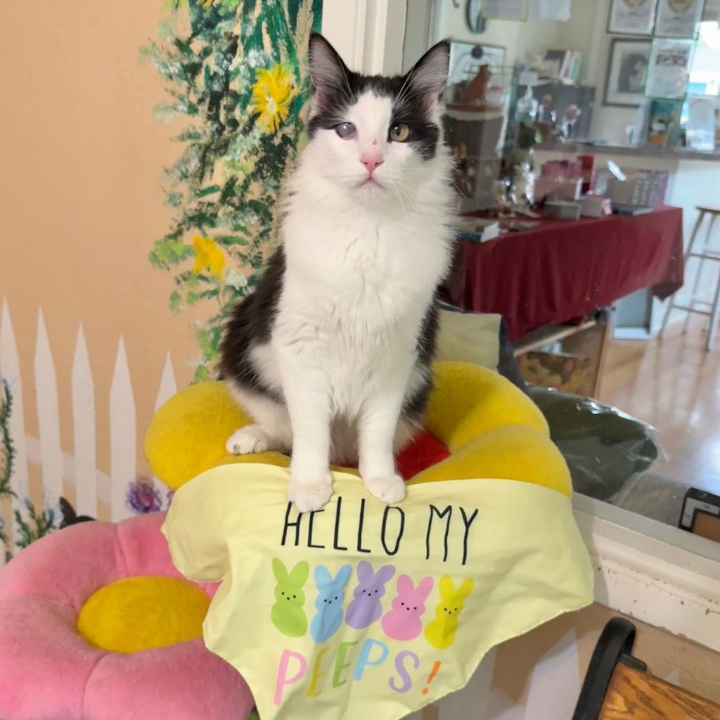 Enlarge Nimbus, a Adoptable mixed breed in Cambria, CA image 5/6