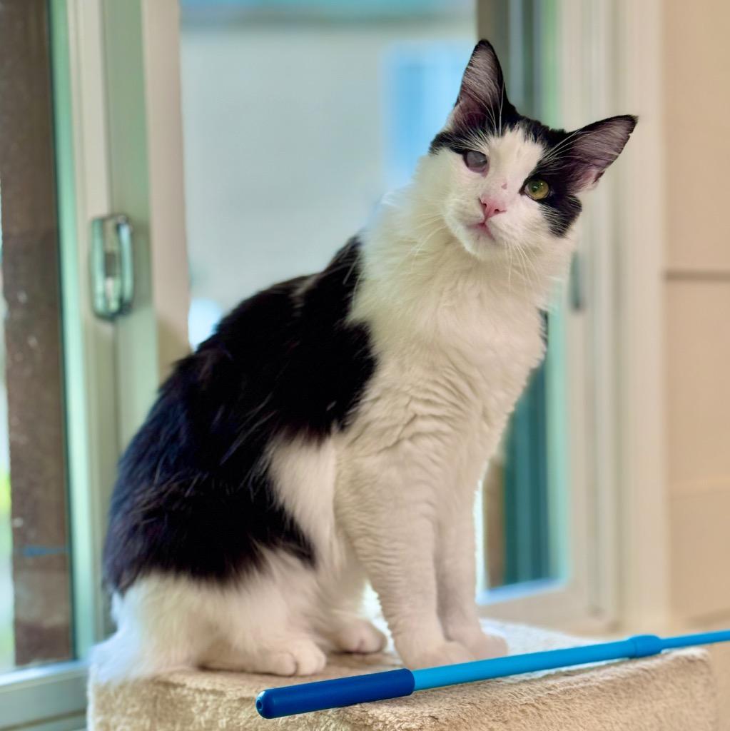 Enlarge Nimbus, a Adoptable mixed breed in Cambria, CA image 6/6