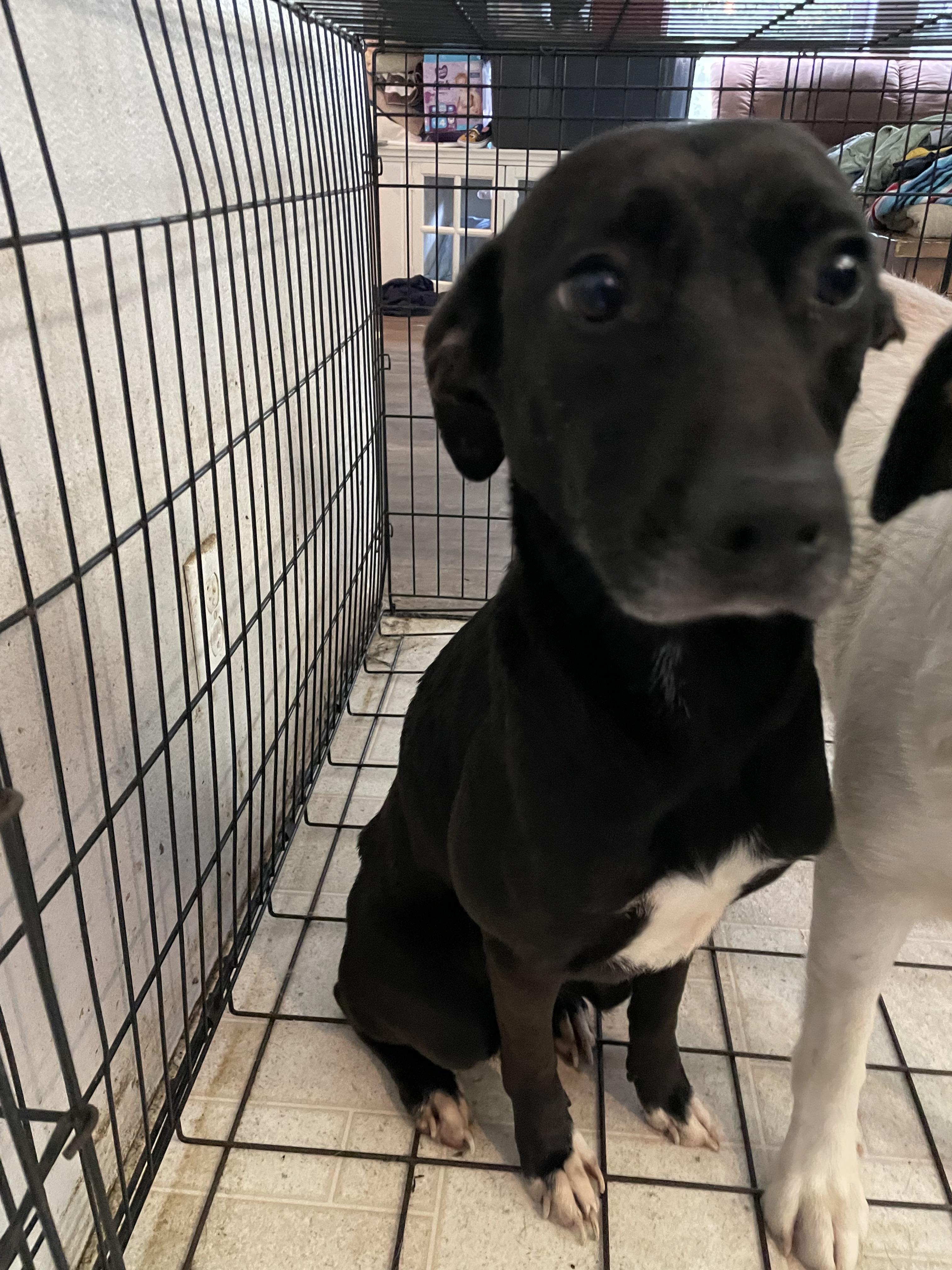 Scout, a Adoptable mixed breed in CLINTON, WA image 2/2