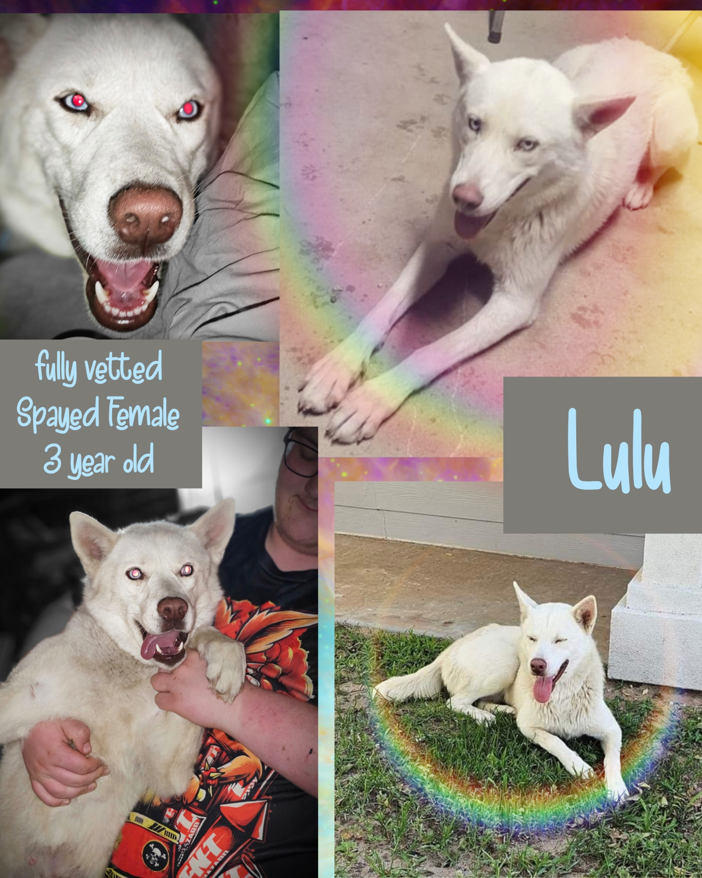 Lulu, Adult Female Husky